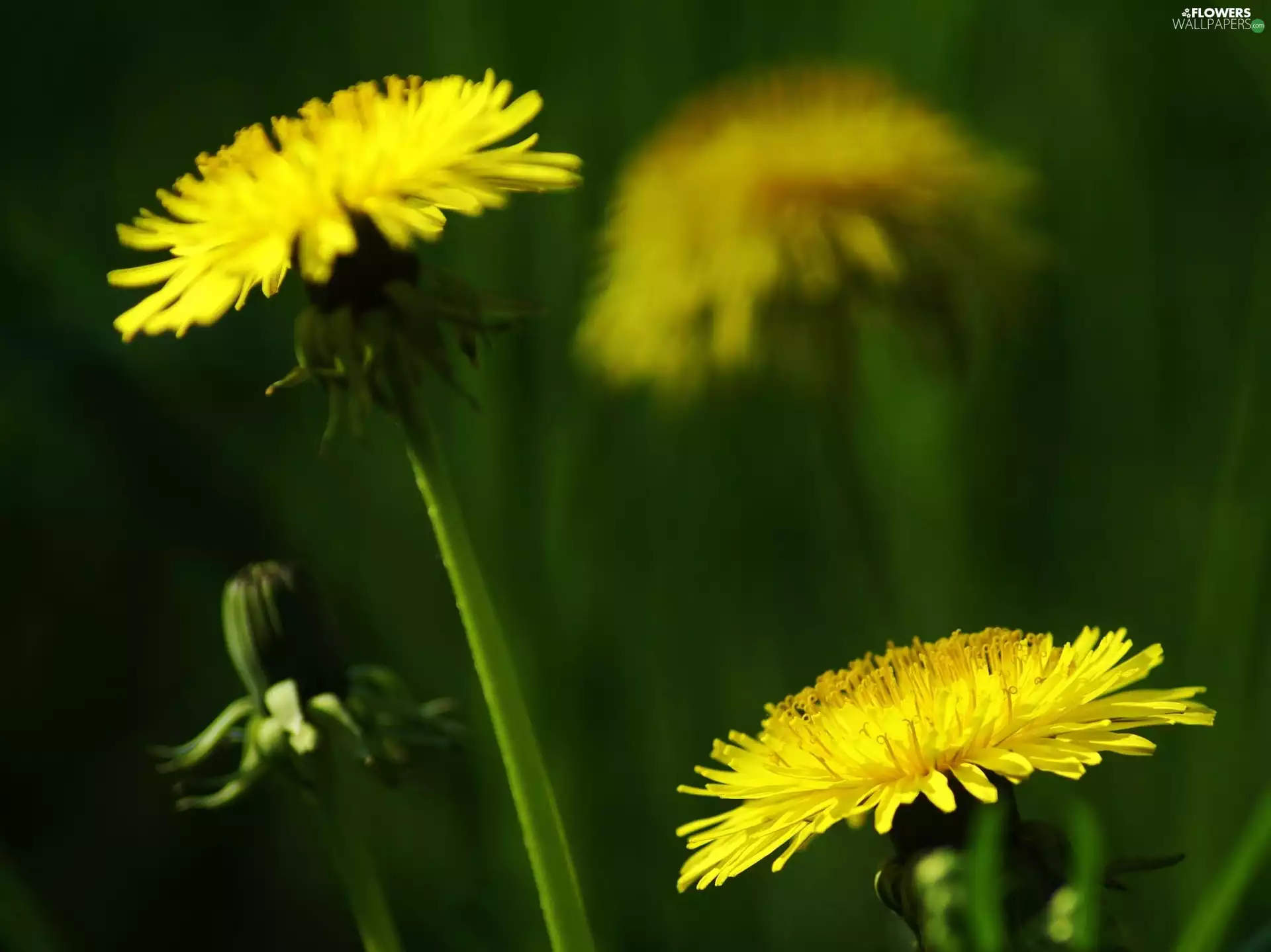 Buds, coltsfoot, common