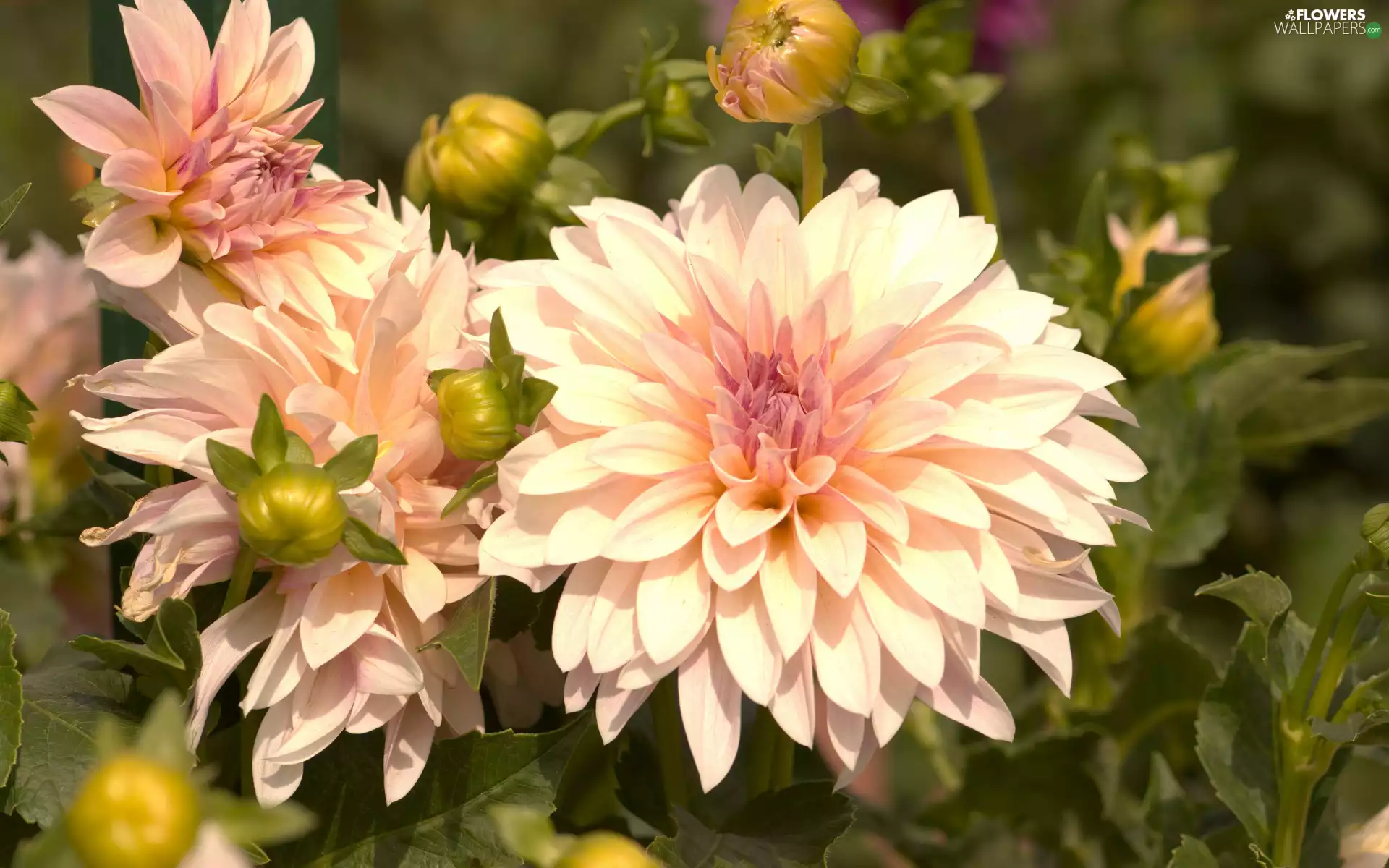 dahlias, Buds, cream, developed, Flowers