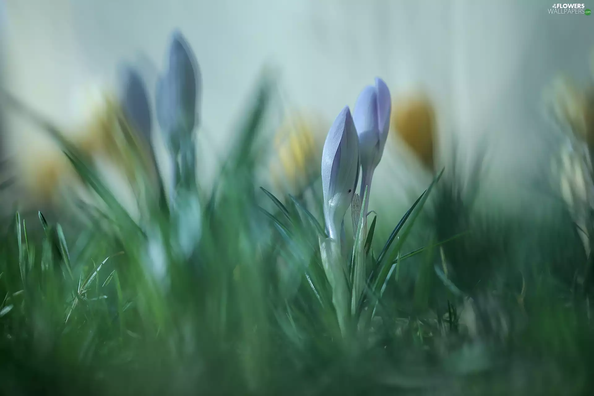 Buds, Blue, crocuses