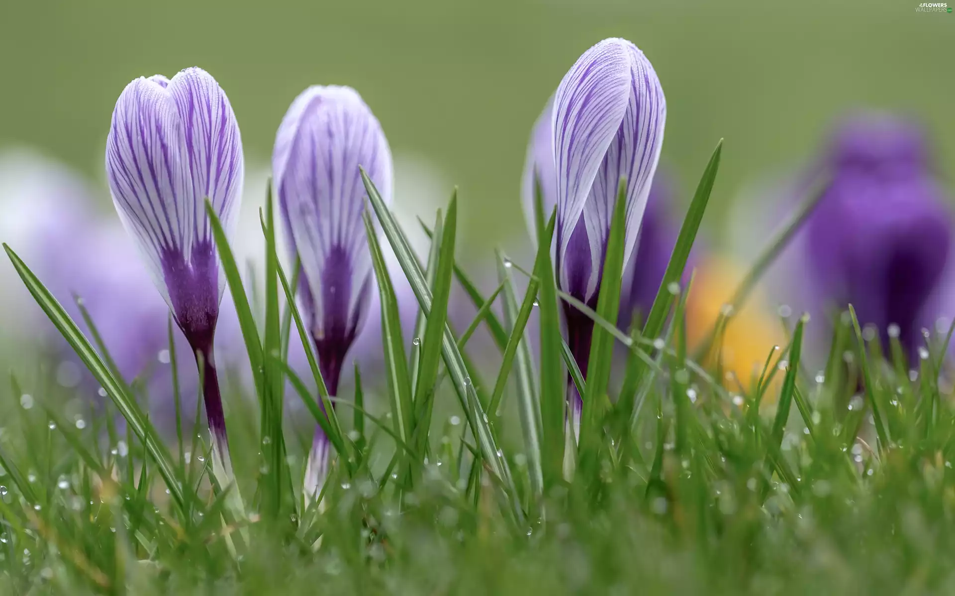 crocuses, grass, dew, Buds