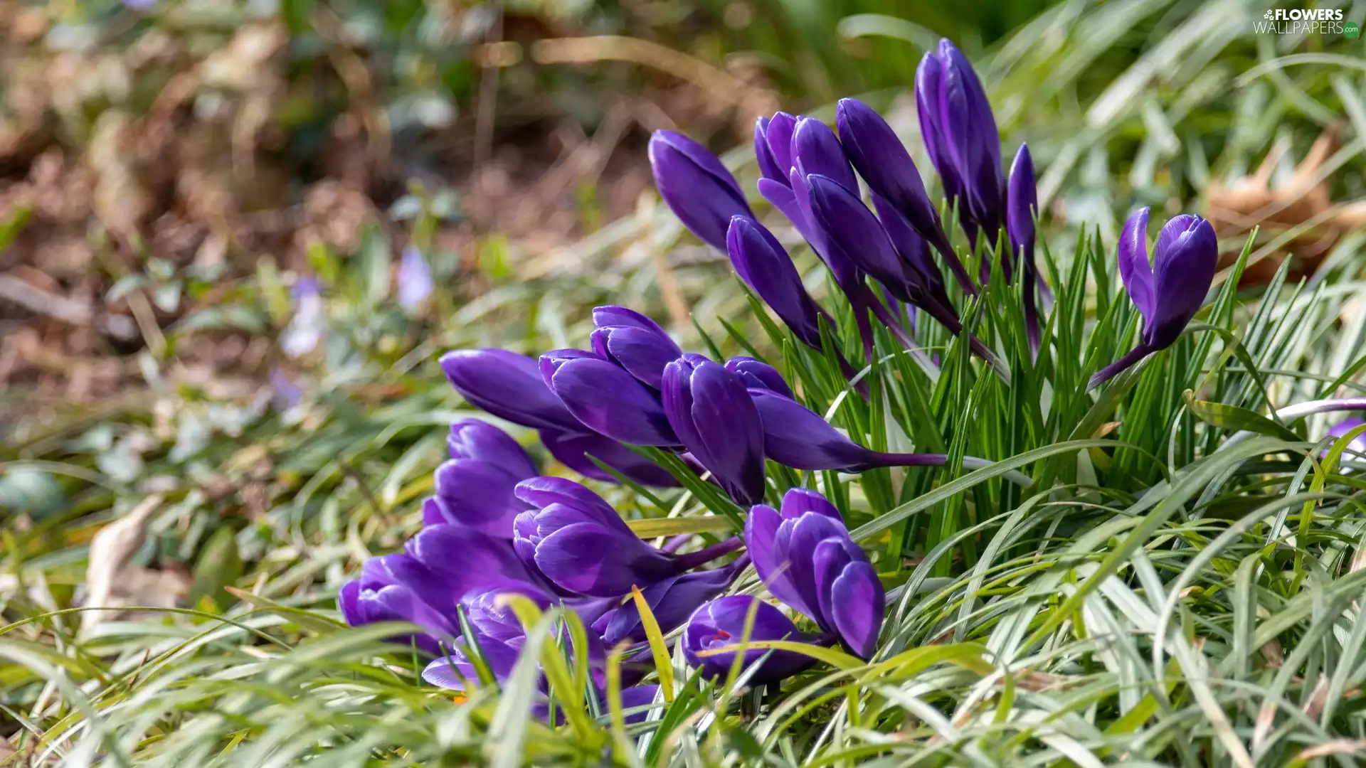 crocuses, purple, Flowers, Buds