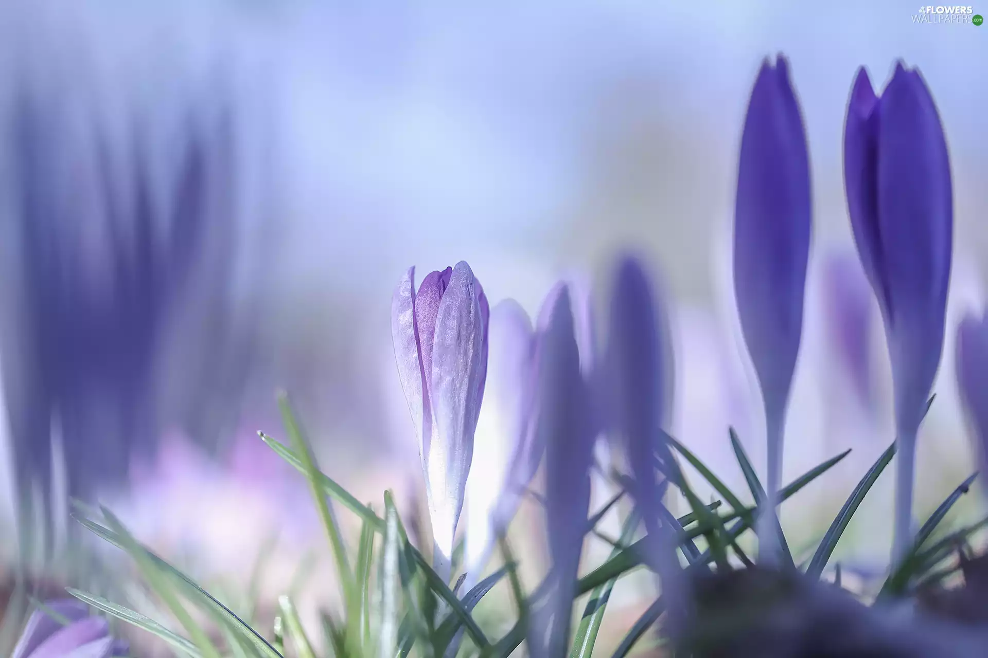 Flowers, Buds, crocuses, Spring, purple