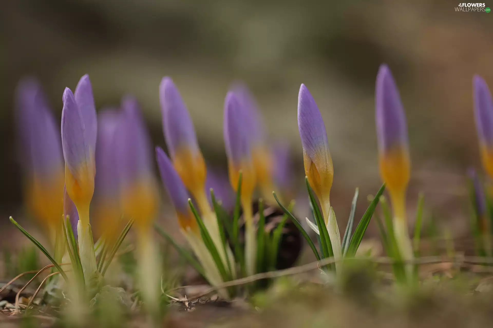 crocuses, Flowers, Spring, Buds