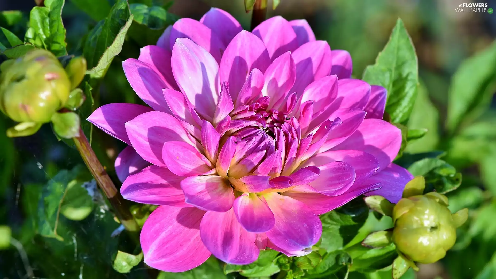 Buds, Blooming, Dalia