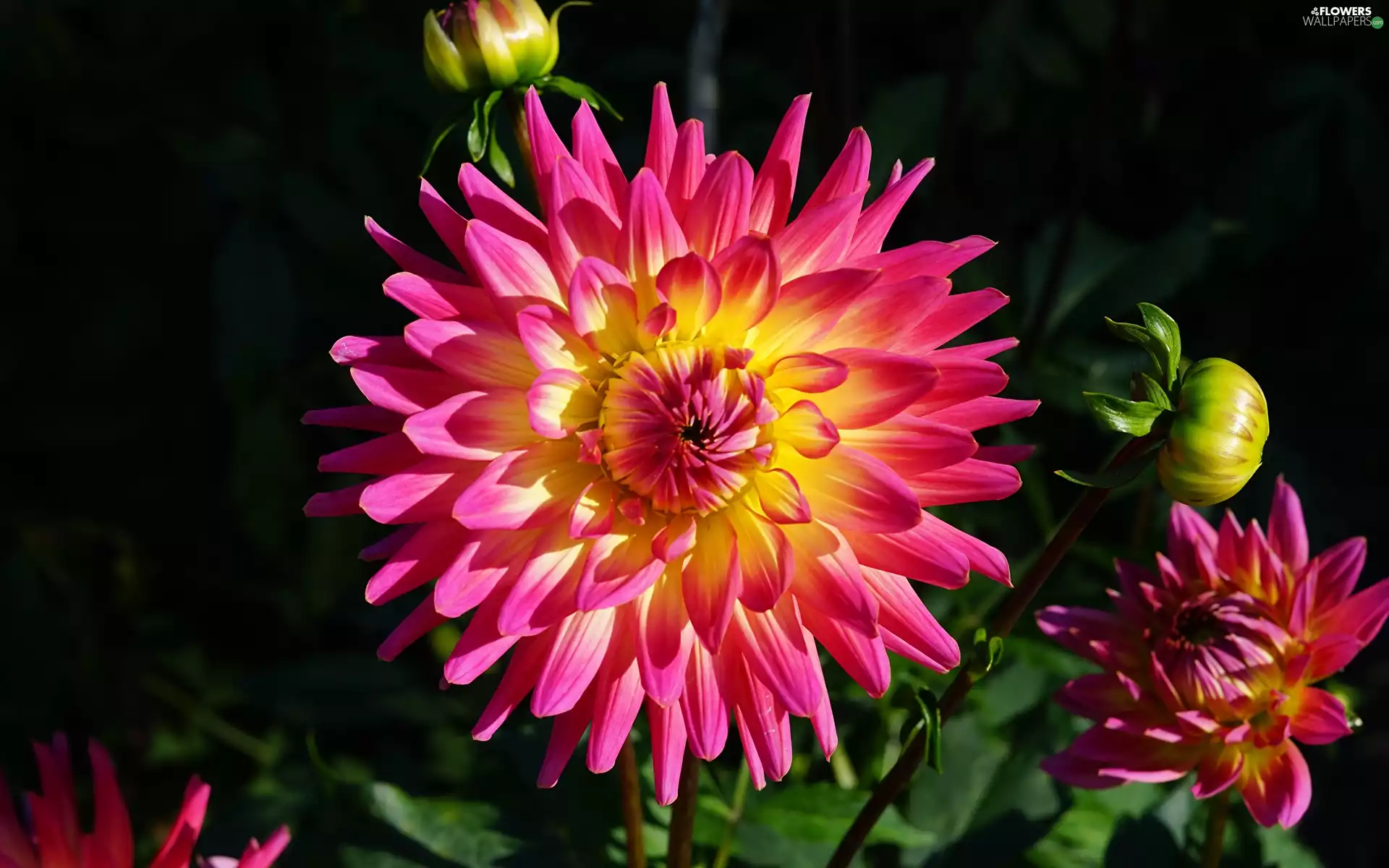 Buds, Flowers, Dalia