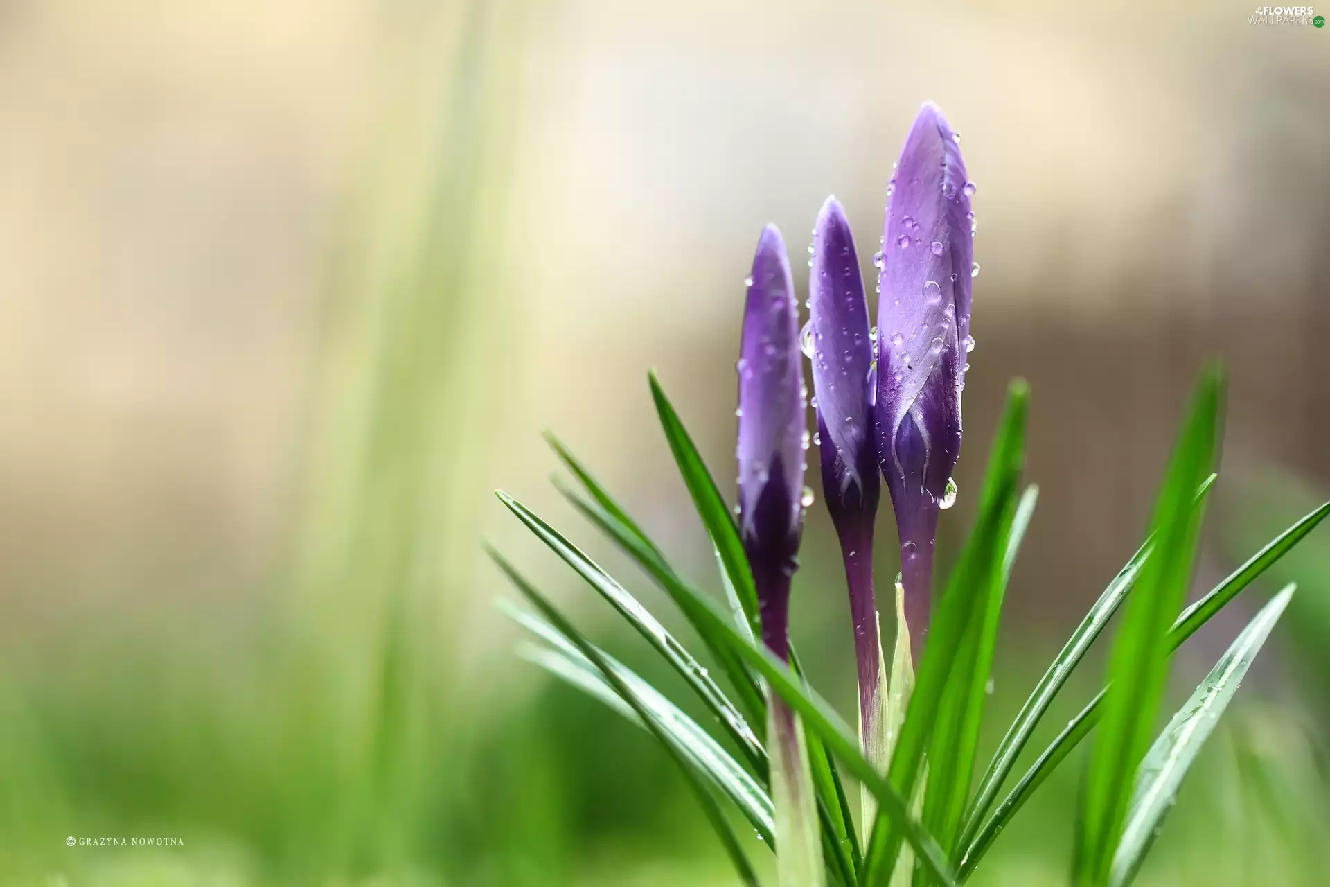 Buds, drops, purple, Flowers, crocuses