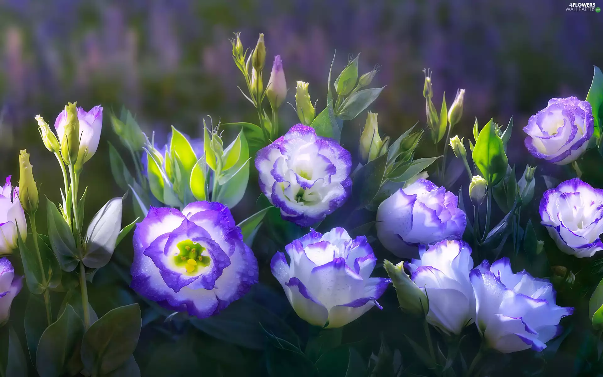 Buds, Flowers, Eustoma