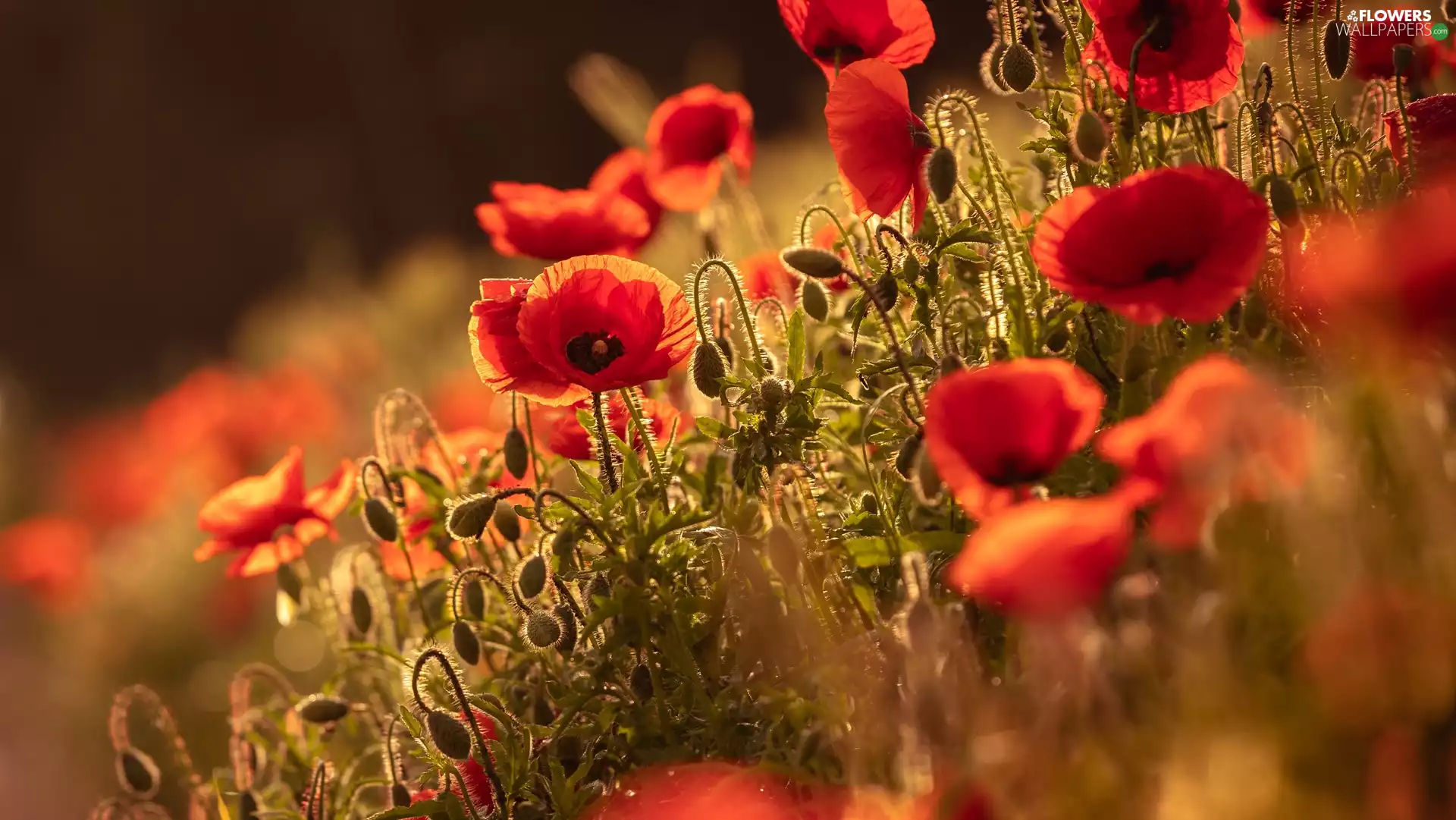 ligh, papavers, flash, Buds, Flowers, sun, luminosity