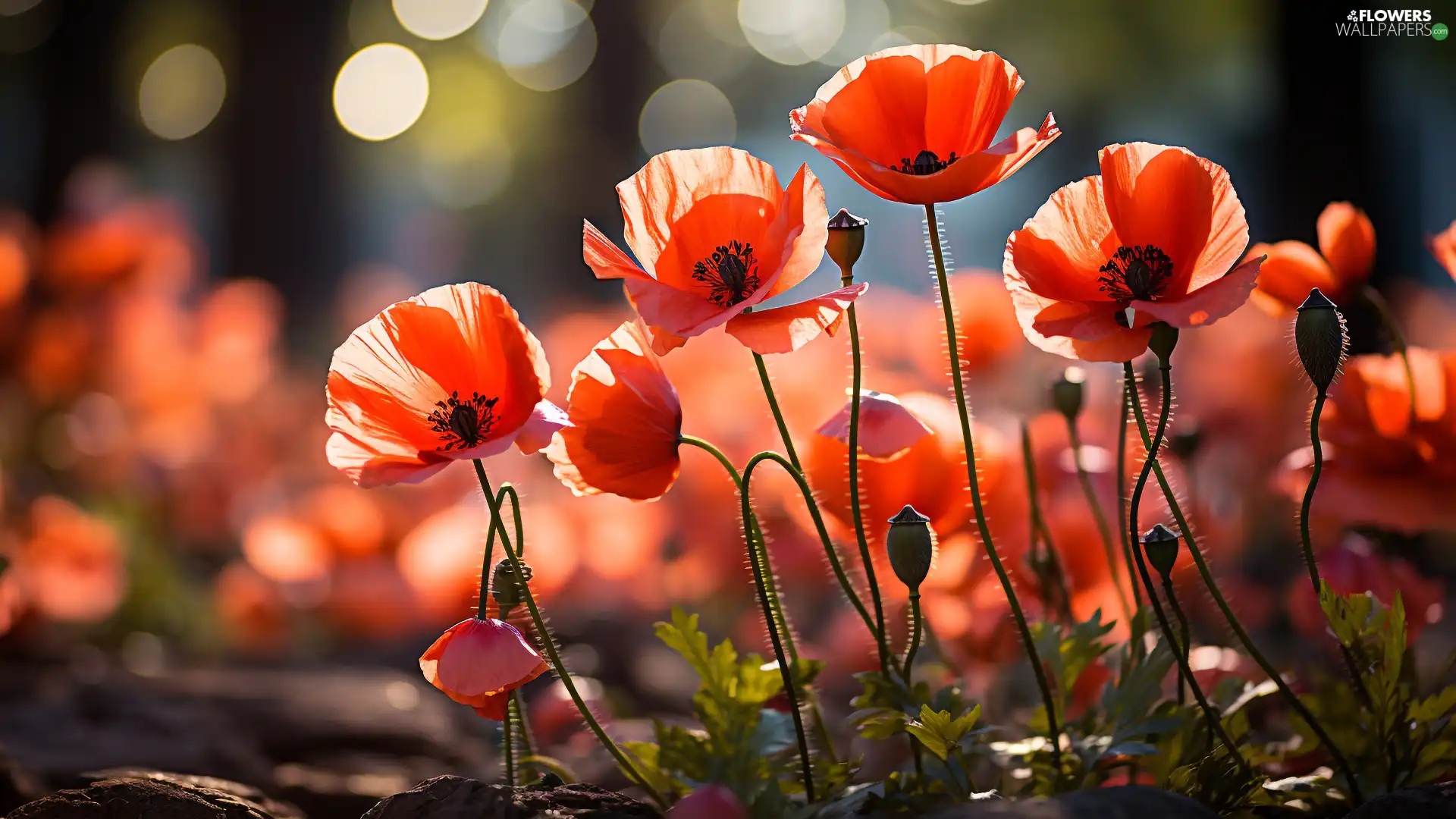 papavers, Buds, flourishing, Red, Flowers