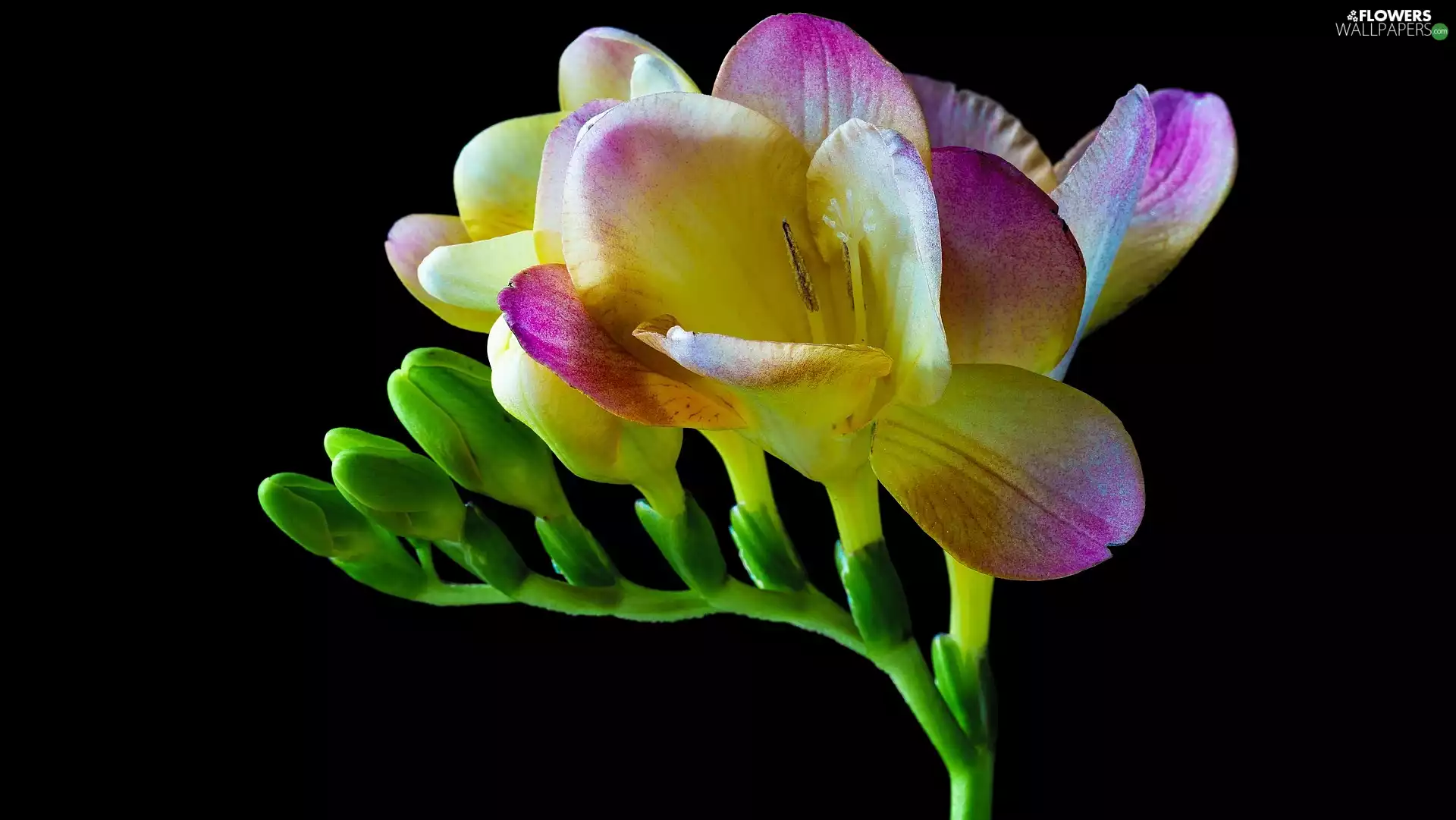 dark, background, freesia, Buds, Colourfull Flowers