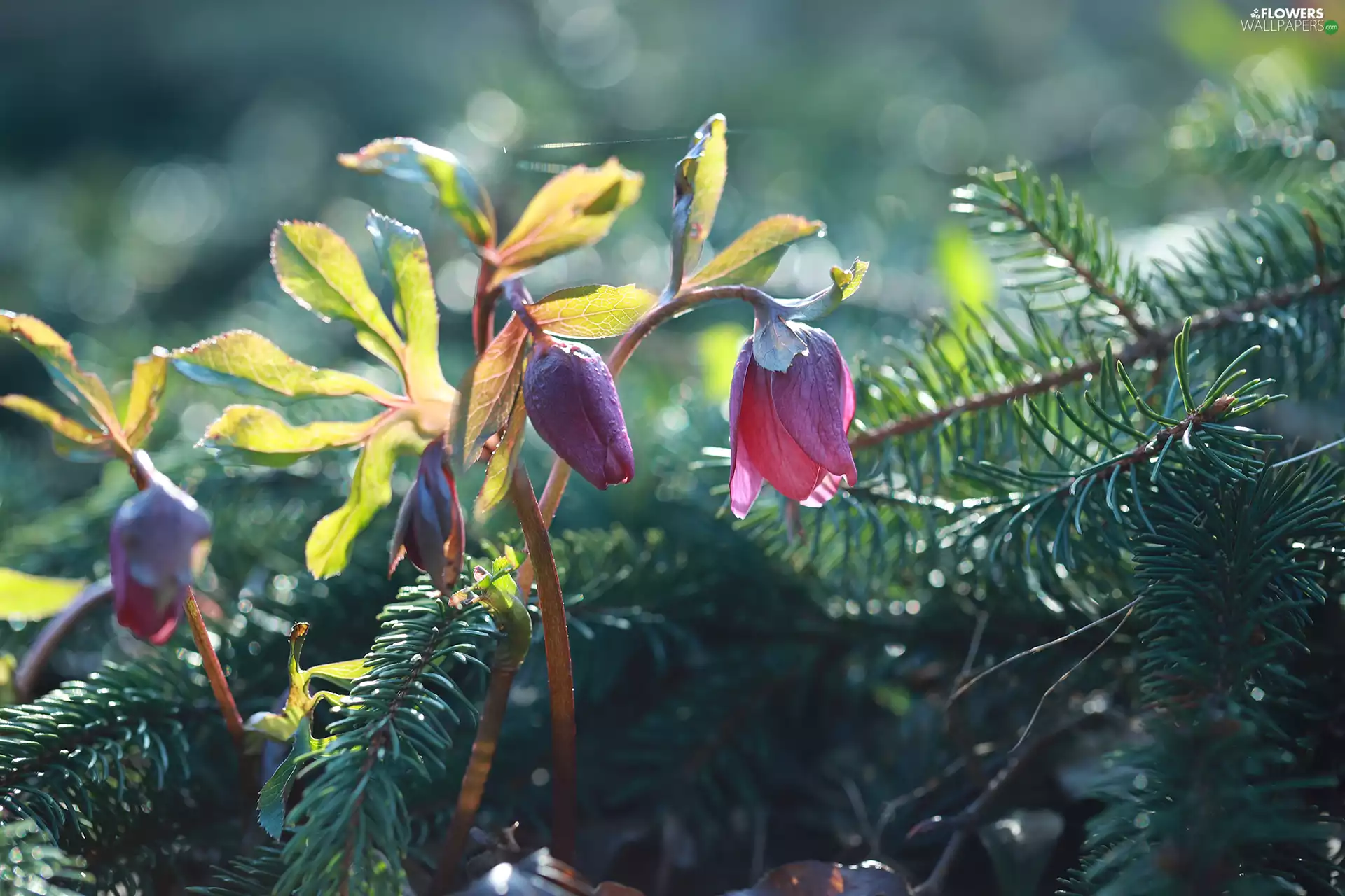 Buds, Helleborus, Flowers
