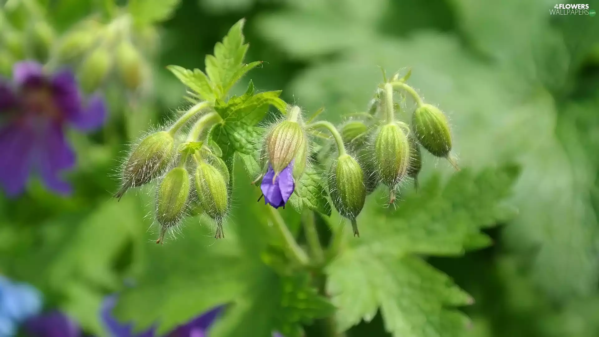 Flowers, geranium, Leaf, Buds