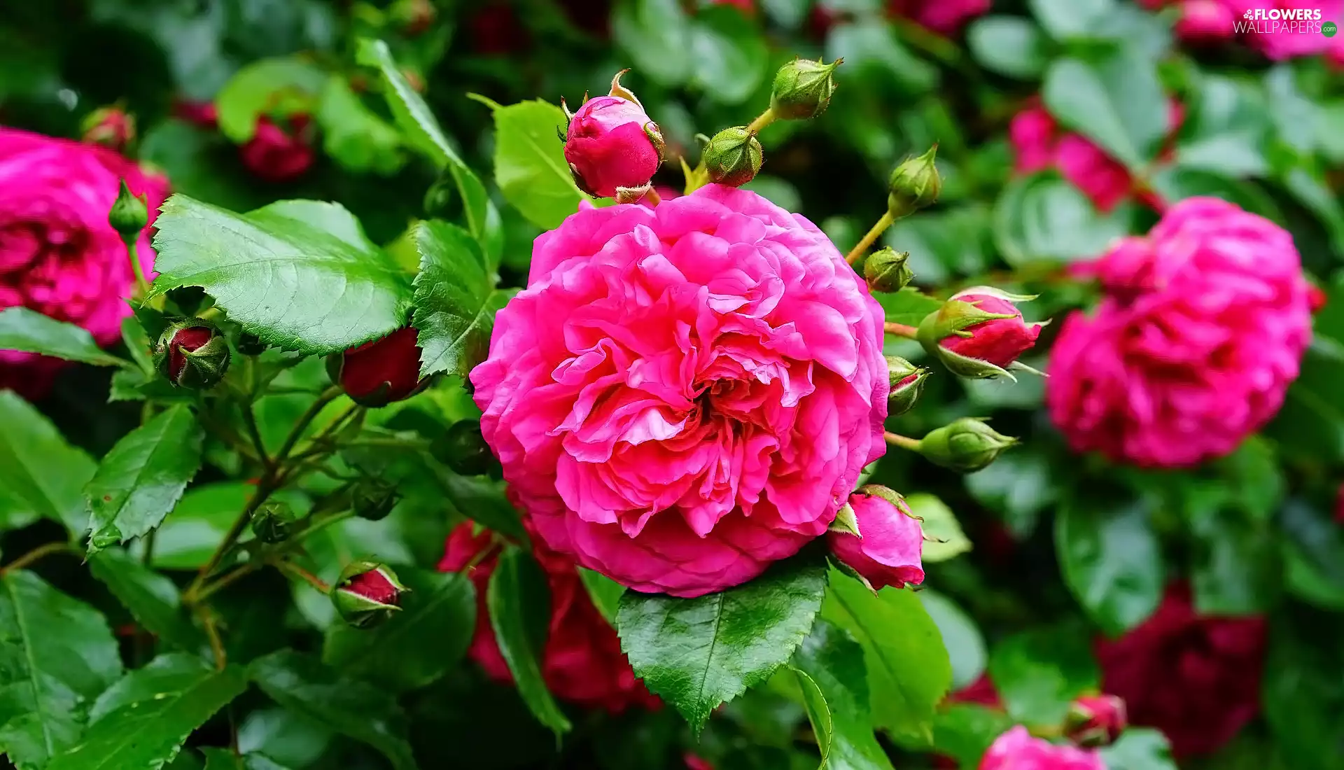 Flowers, roses, leaves, Buds