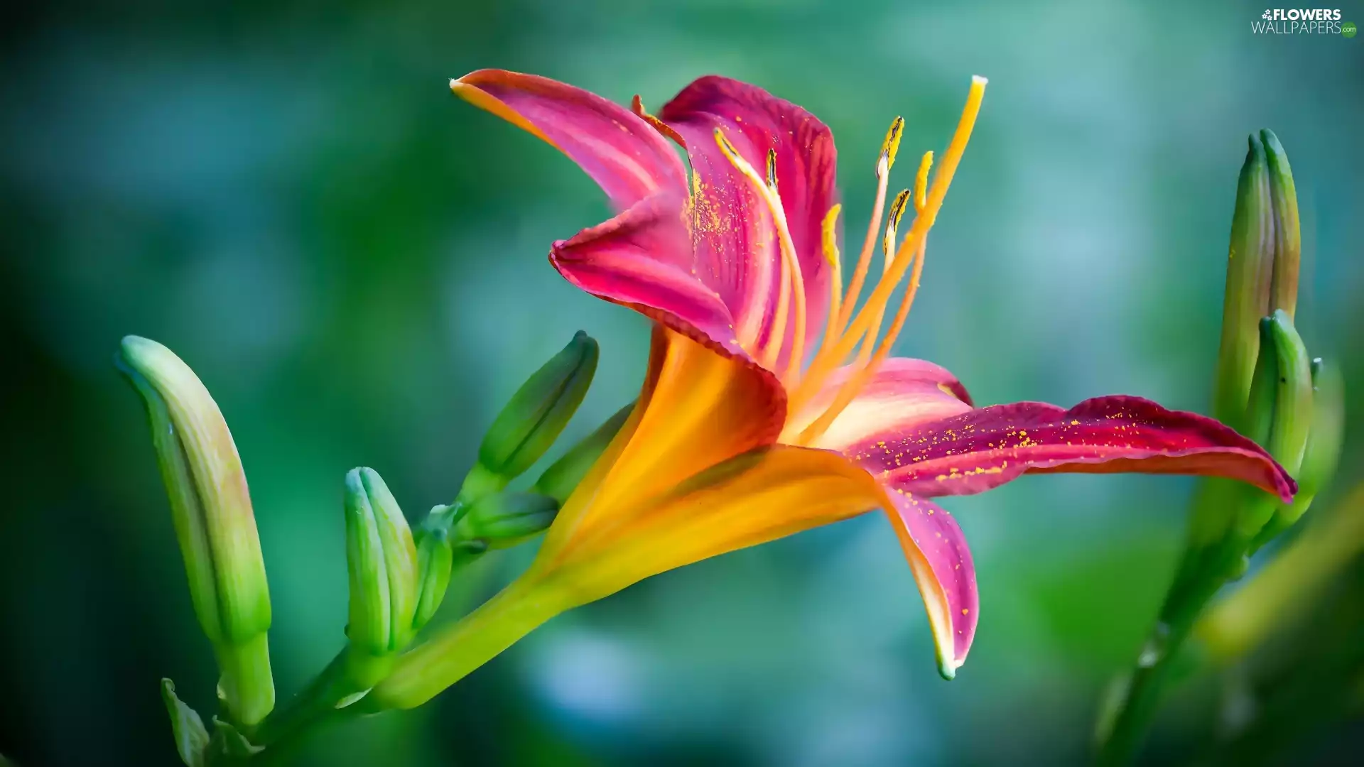 fuzzy, background, Lily, Buds, Colourfull Flowers