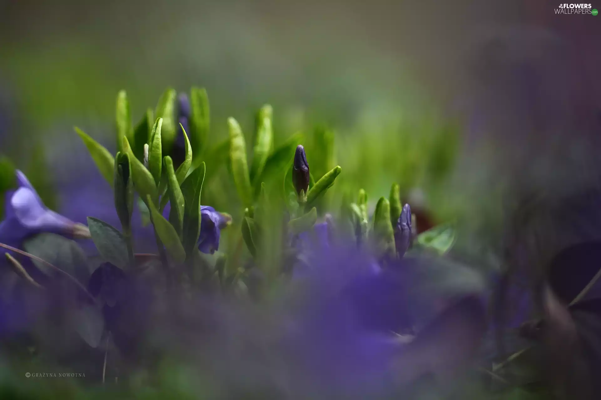 Buds, myrtle, Flowers