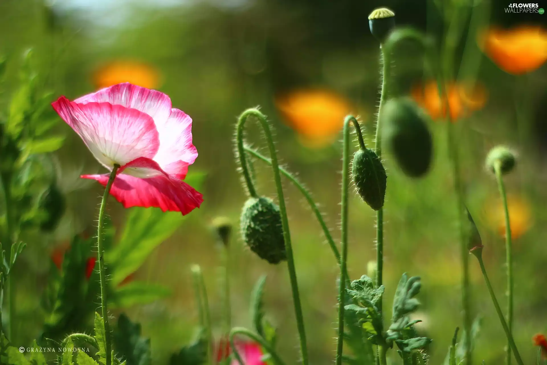 Buds, papavers, Flowers