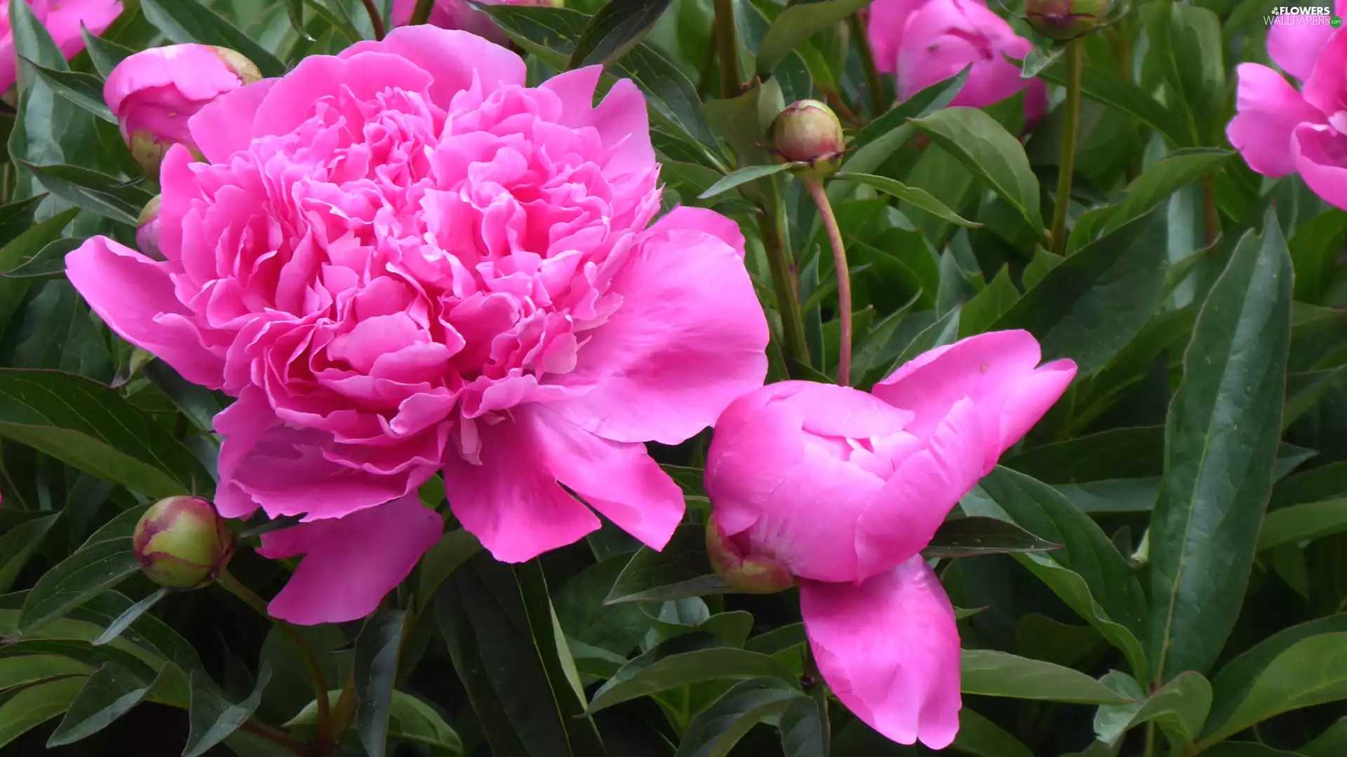 peony, Buds, Flowers, developed, Pink