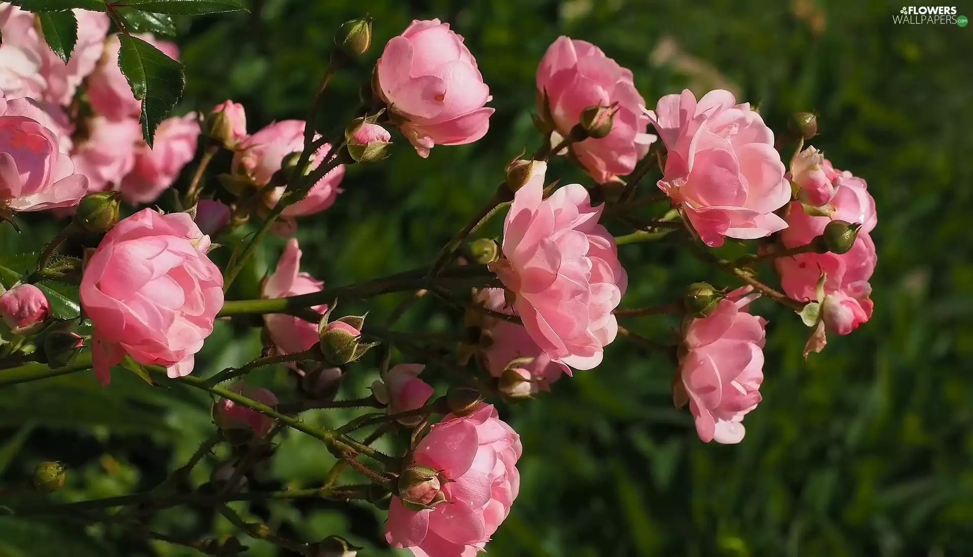 twig, Buds, Flowers, roses, Pink