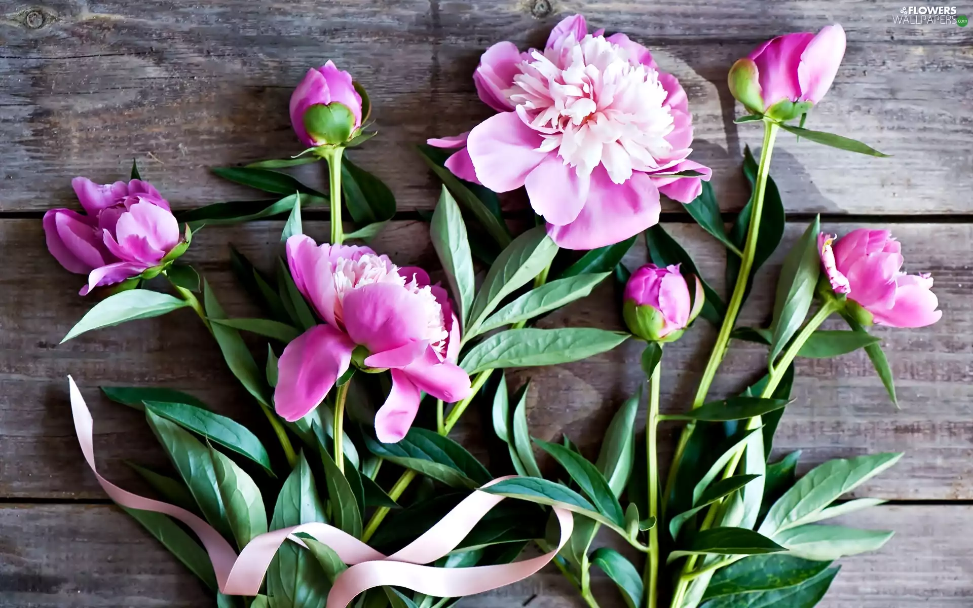 Flowers, Peonies, Ribbon, Buds