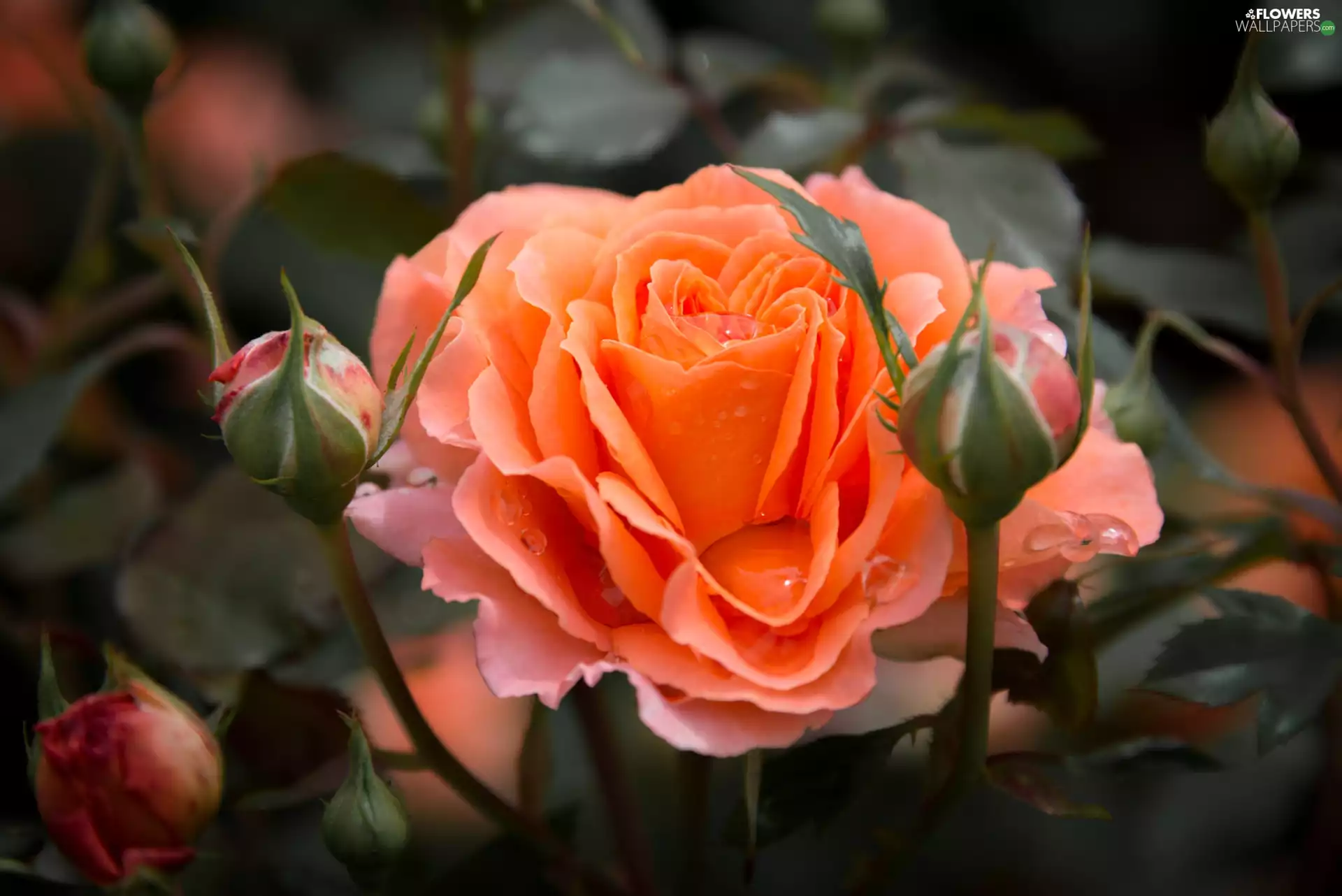 drops, Leaf, rose, Buds, Colourfull Flowers