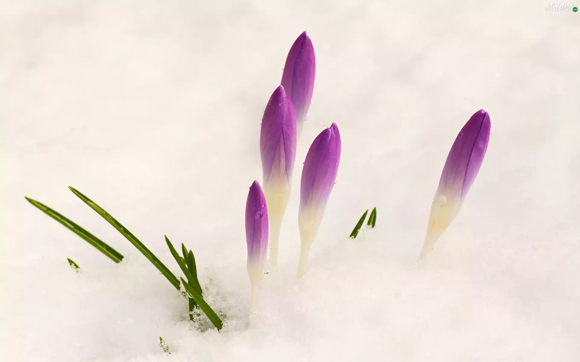 crocuses, Buds, Flowers, purple, snow