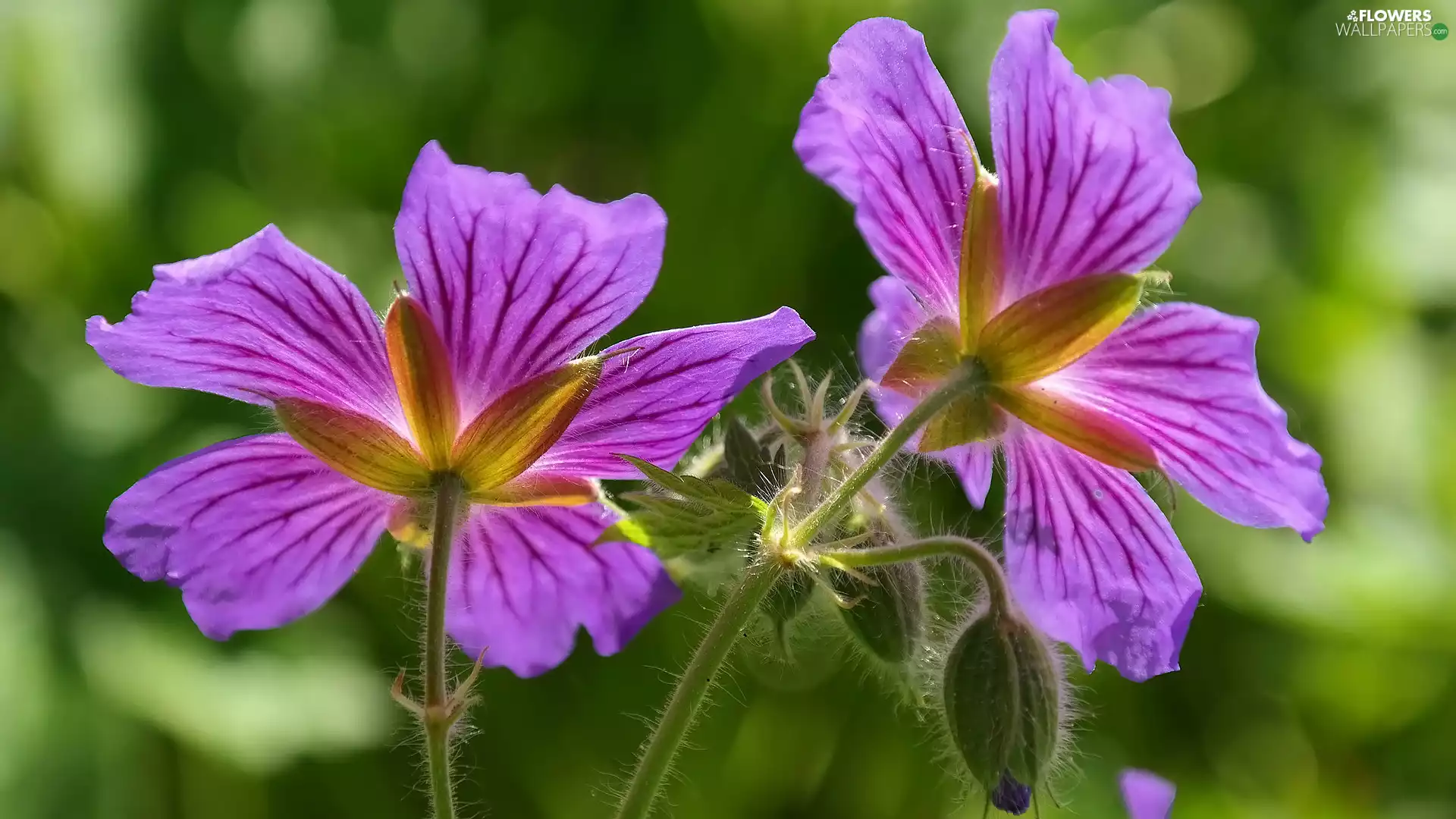 Buds, Flowers, geranium