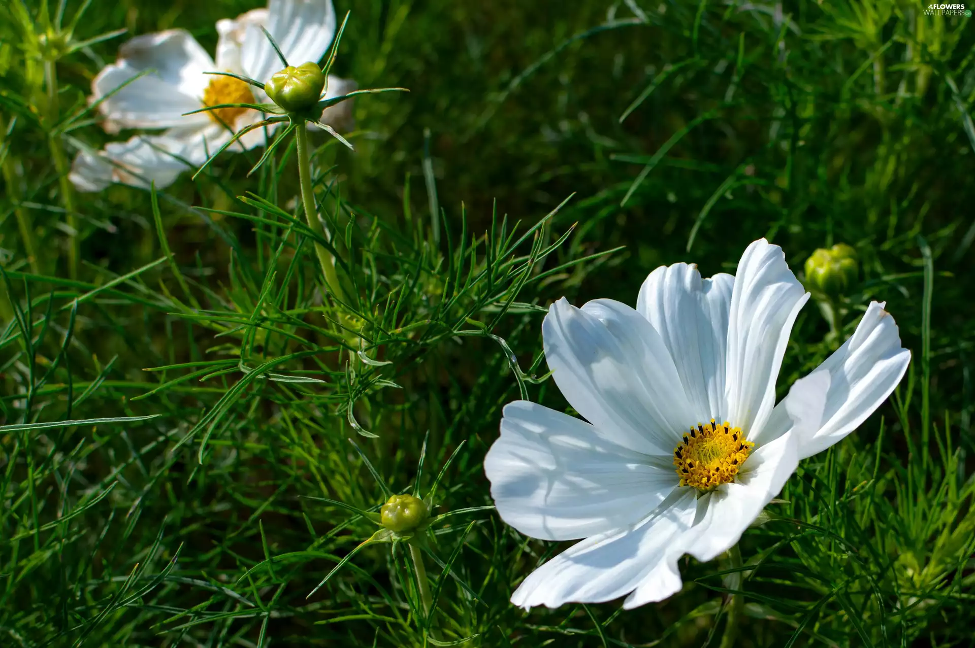 White, nature, Cosmos, Buds, Flowers, grass