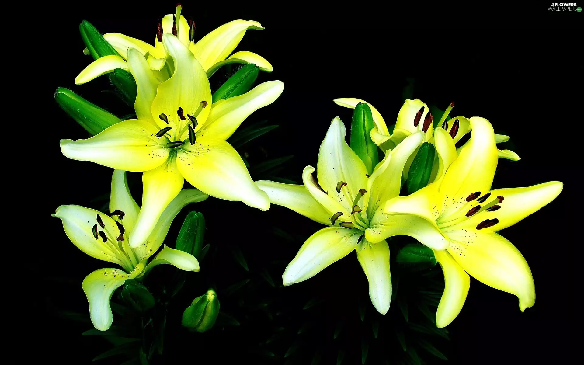 Colourfull Flowers, Yellow Honda, Green Buds, Lily