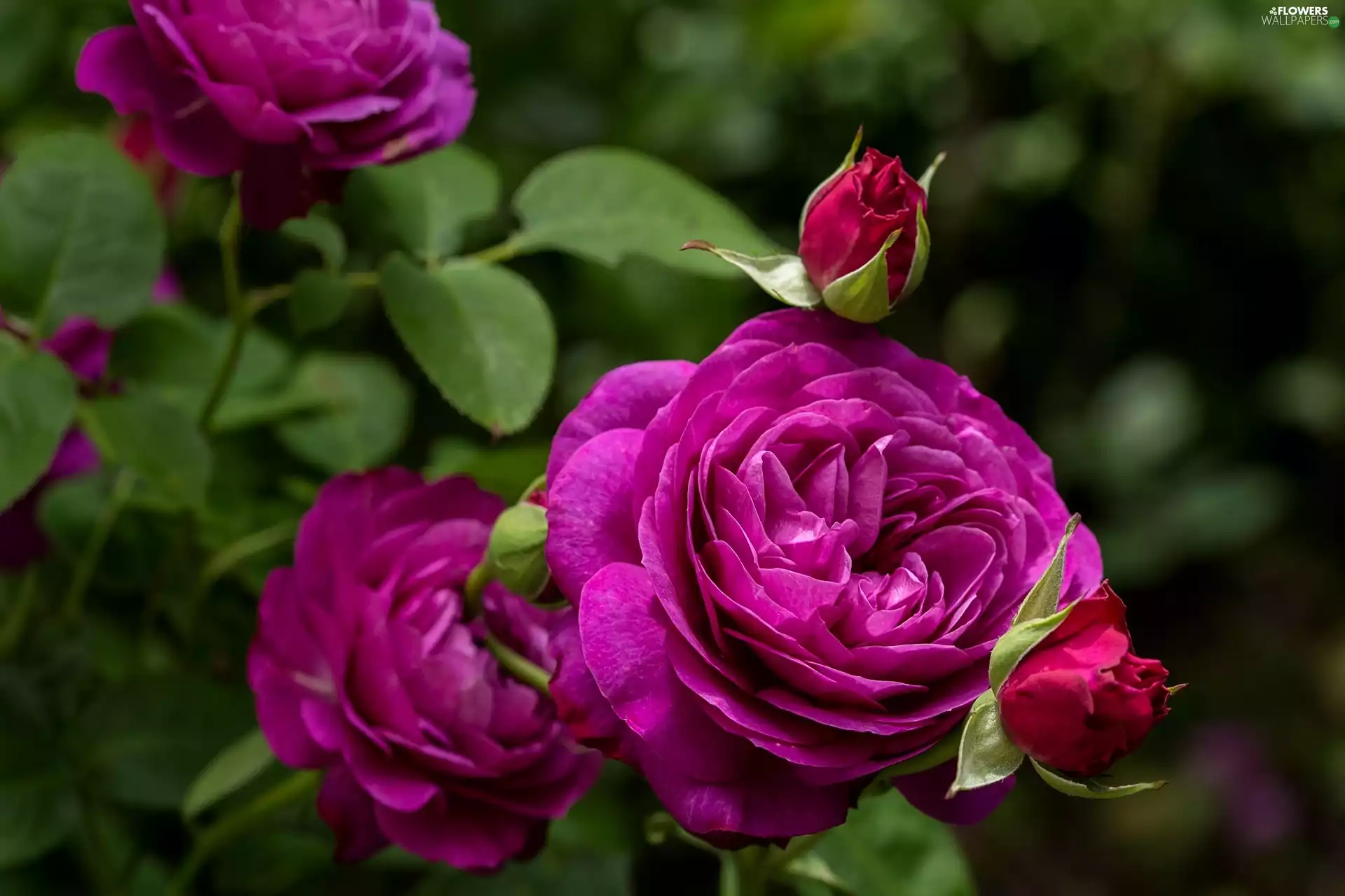 Rose Heidi Klum, Buds