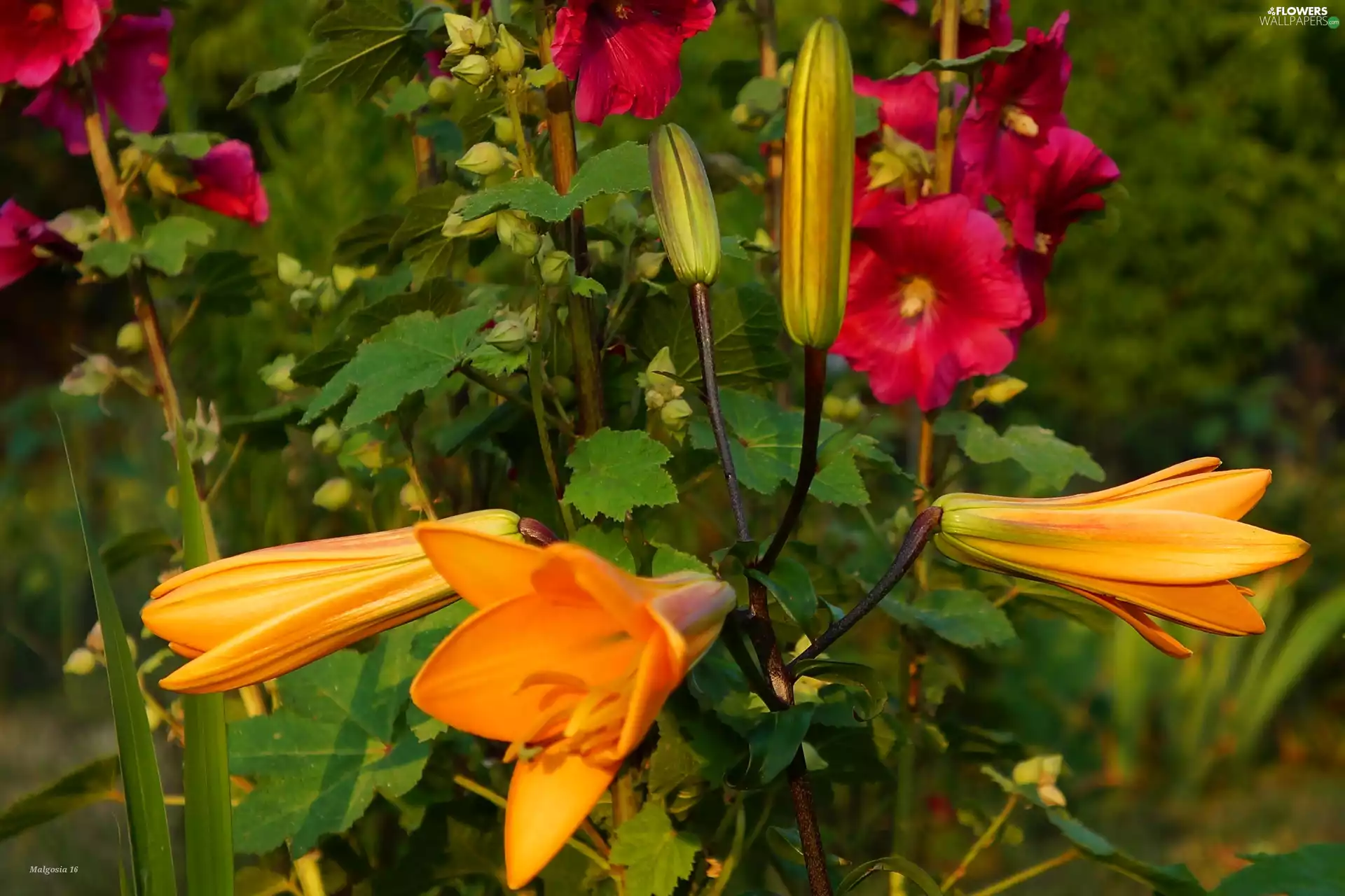 Buds, lilies, Hollyhocks