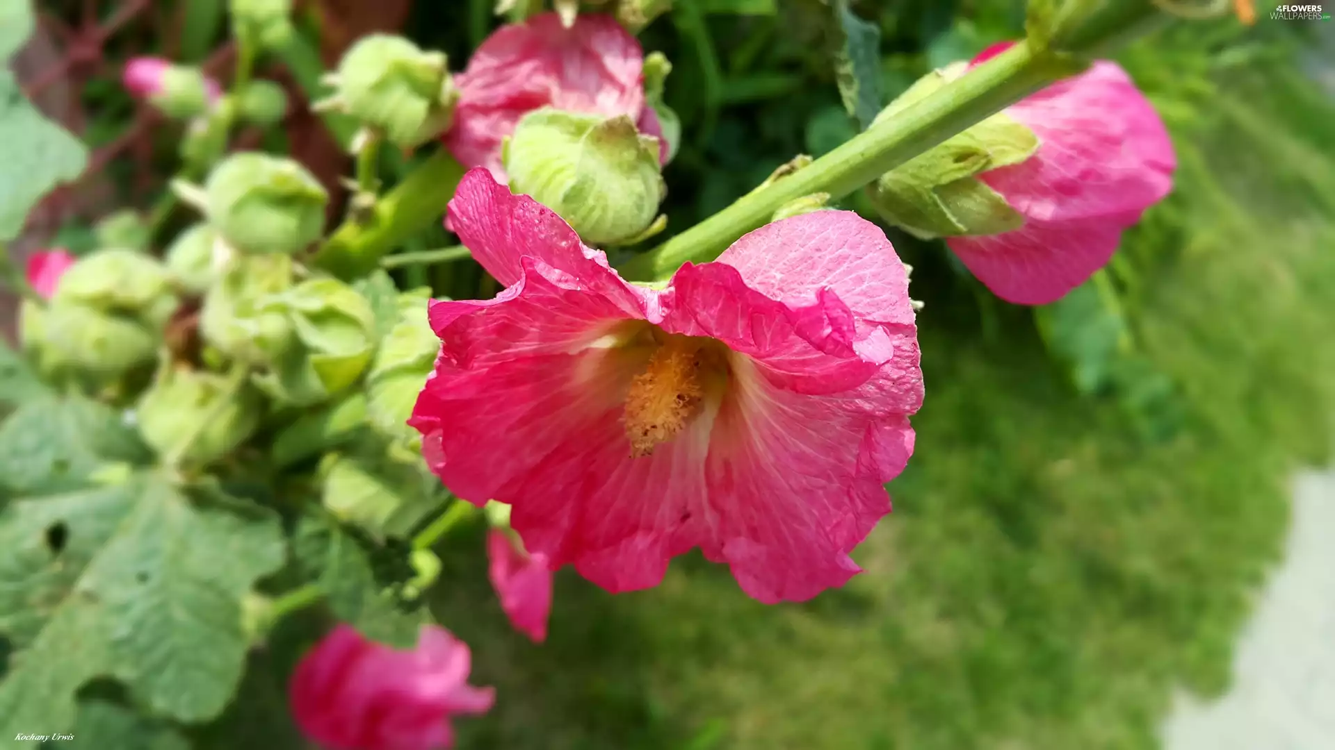 Buds, Pink, Hollyhocks