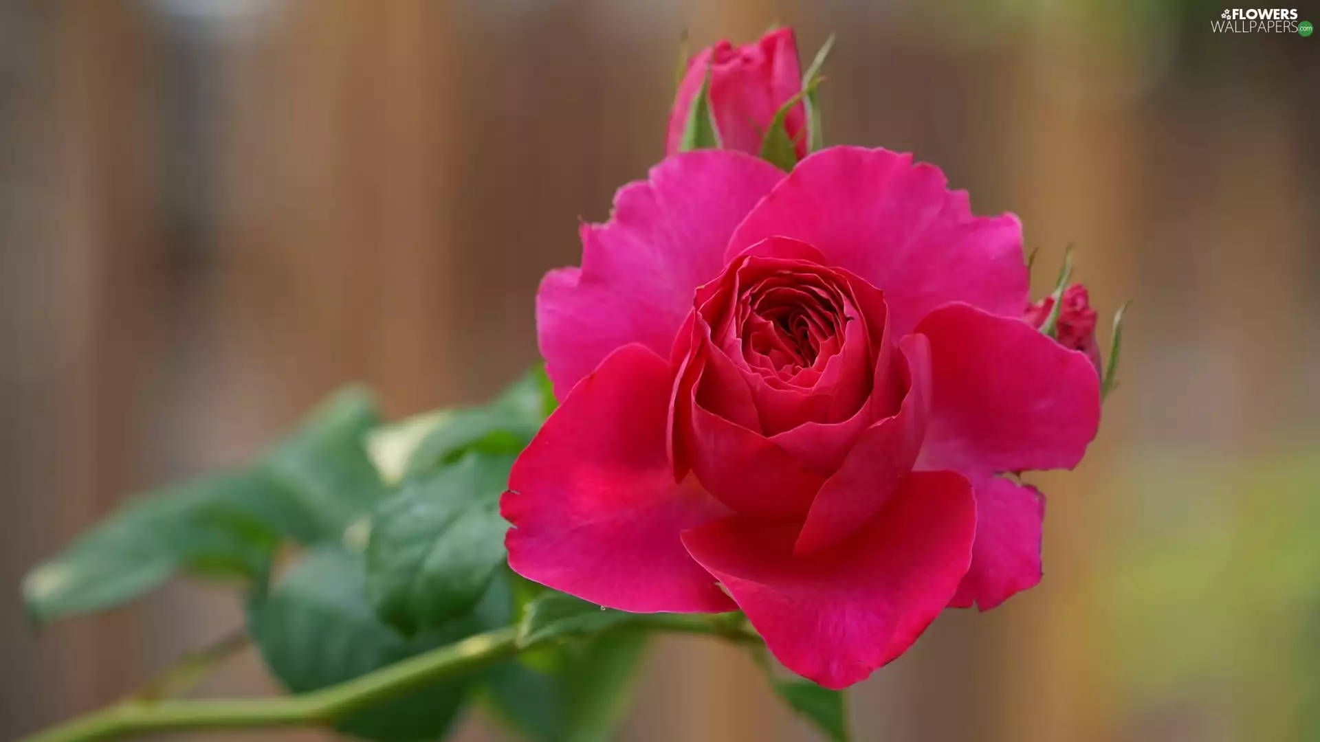 Colourfull Flowers, rose, Buds, red hot