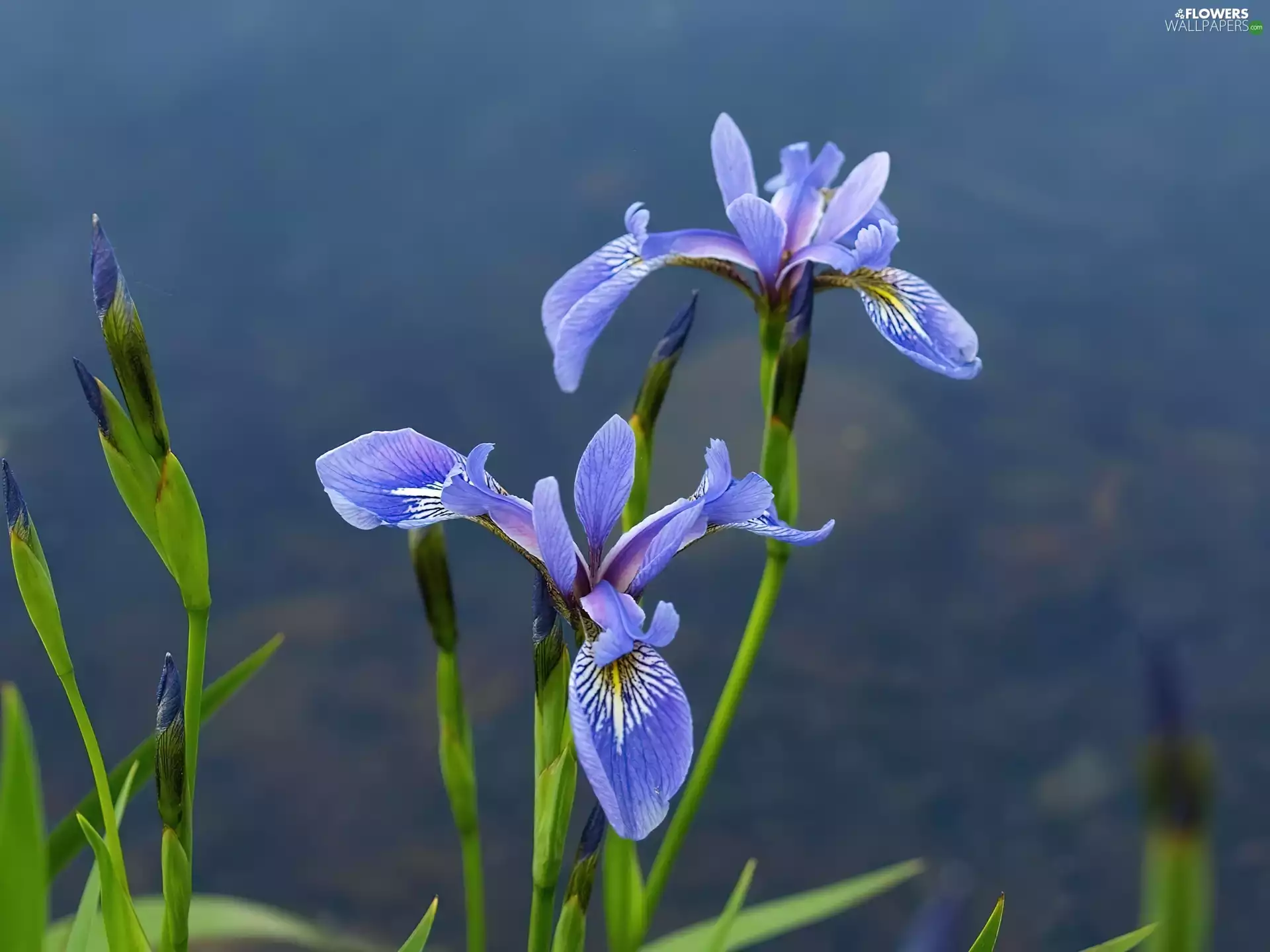 Buds, Flowers, Irises
