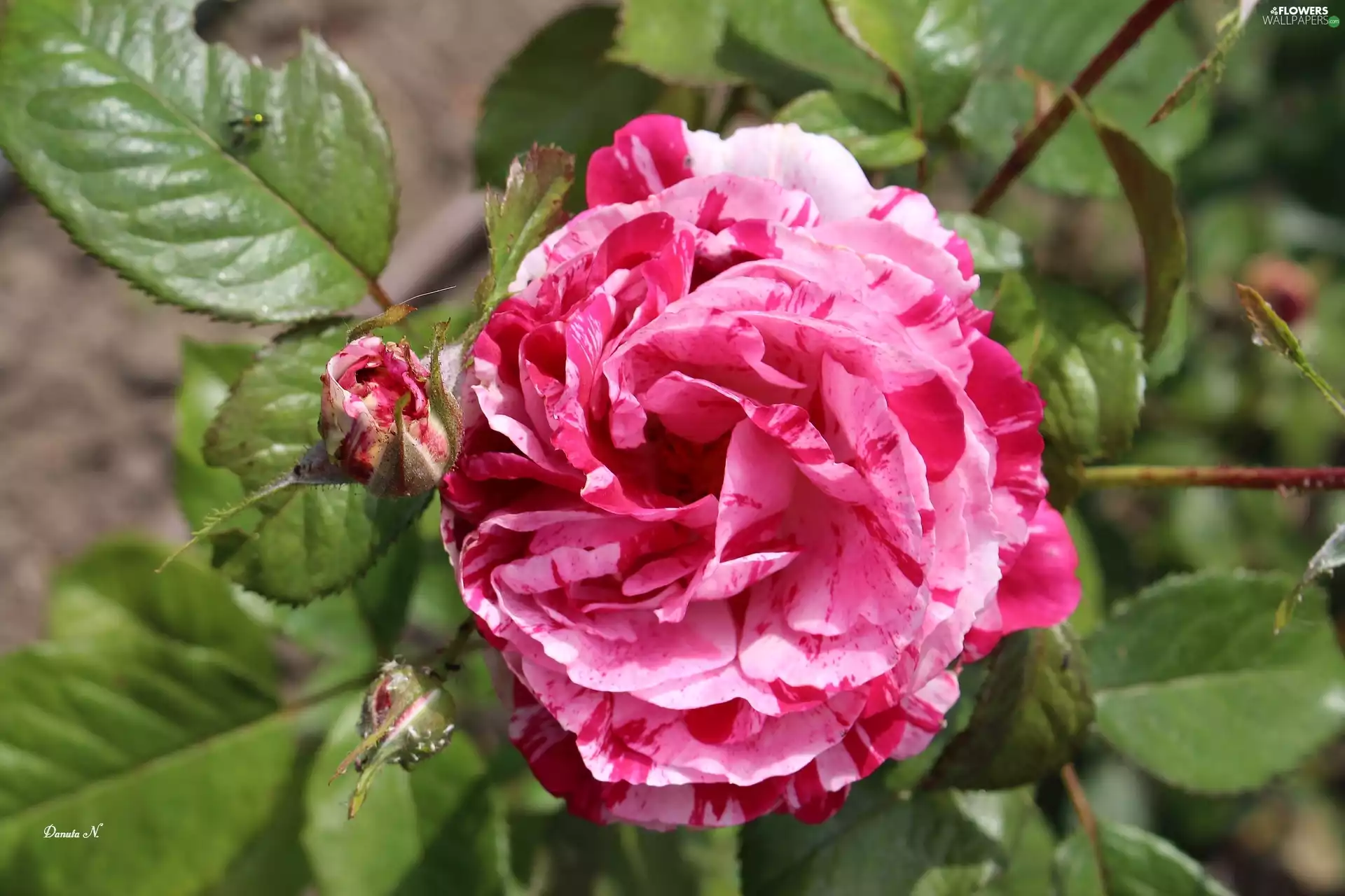 rose, Buds, Leaf, two Colors