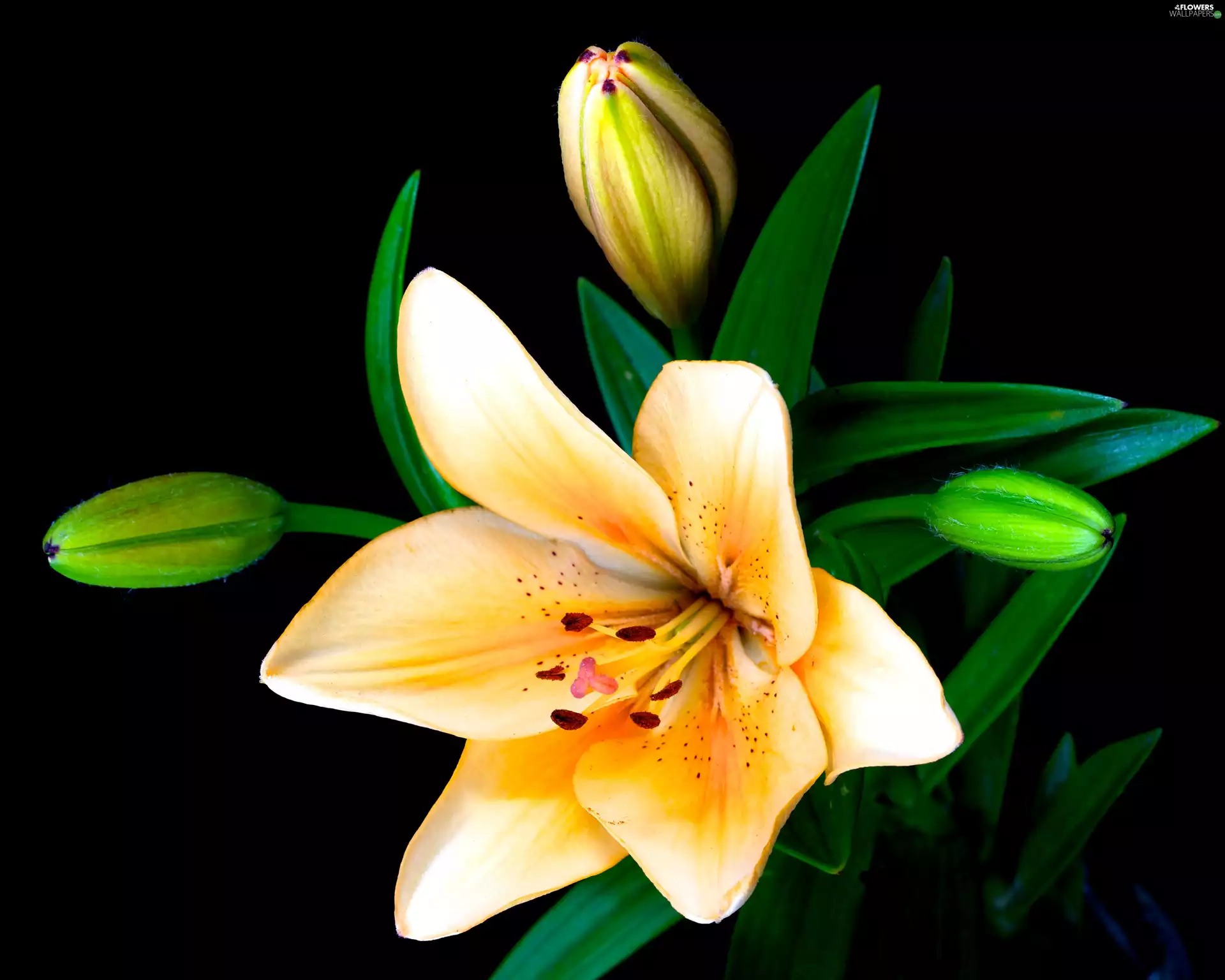 Lily, Buds, Leaf, Colourfull Flowers
