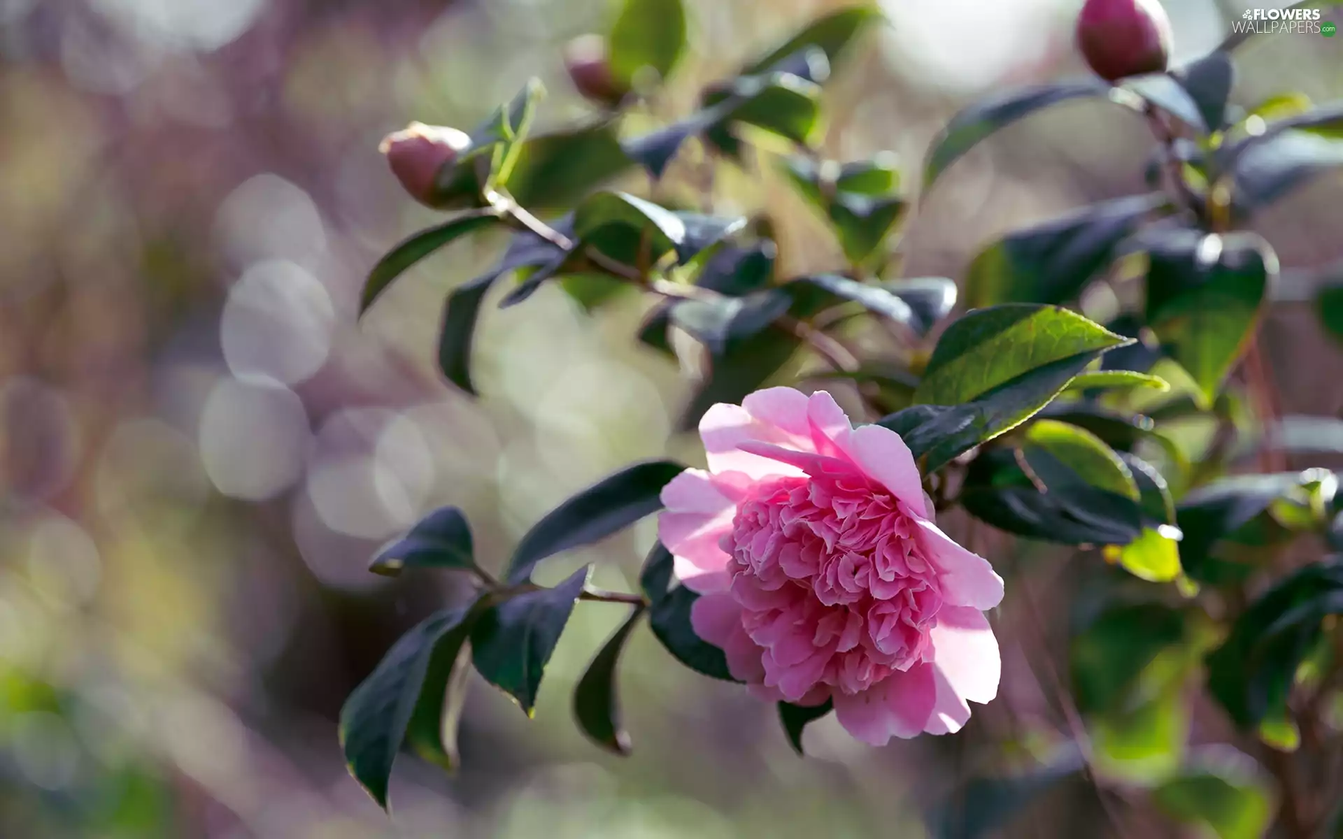 Flowers, Buds, Leaf, Camellia Japonica