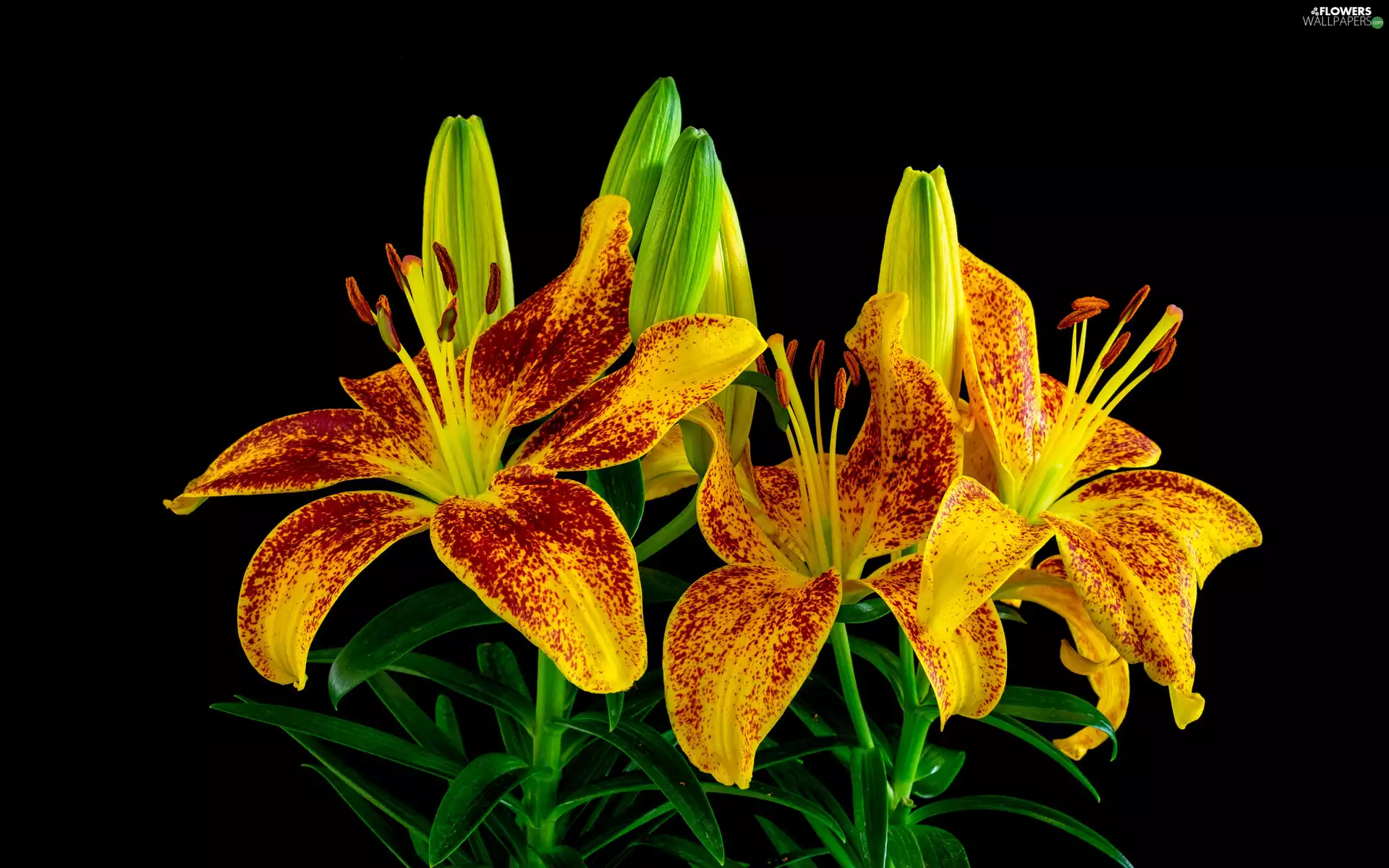 Buds, Flowers, lilies