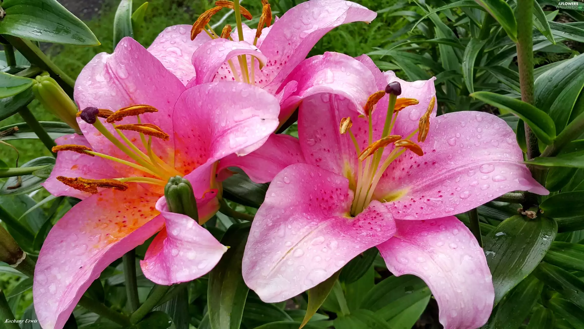 rain, Buds, lilies, drops, Pink