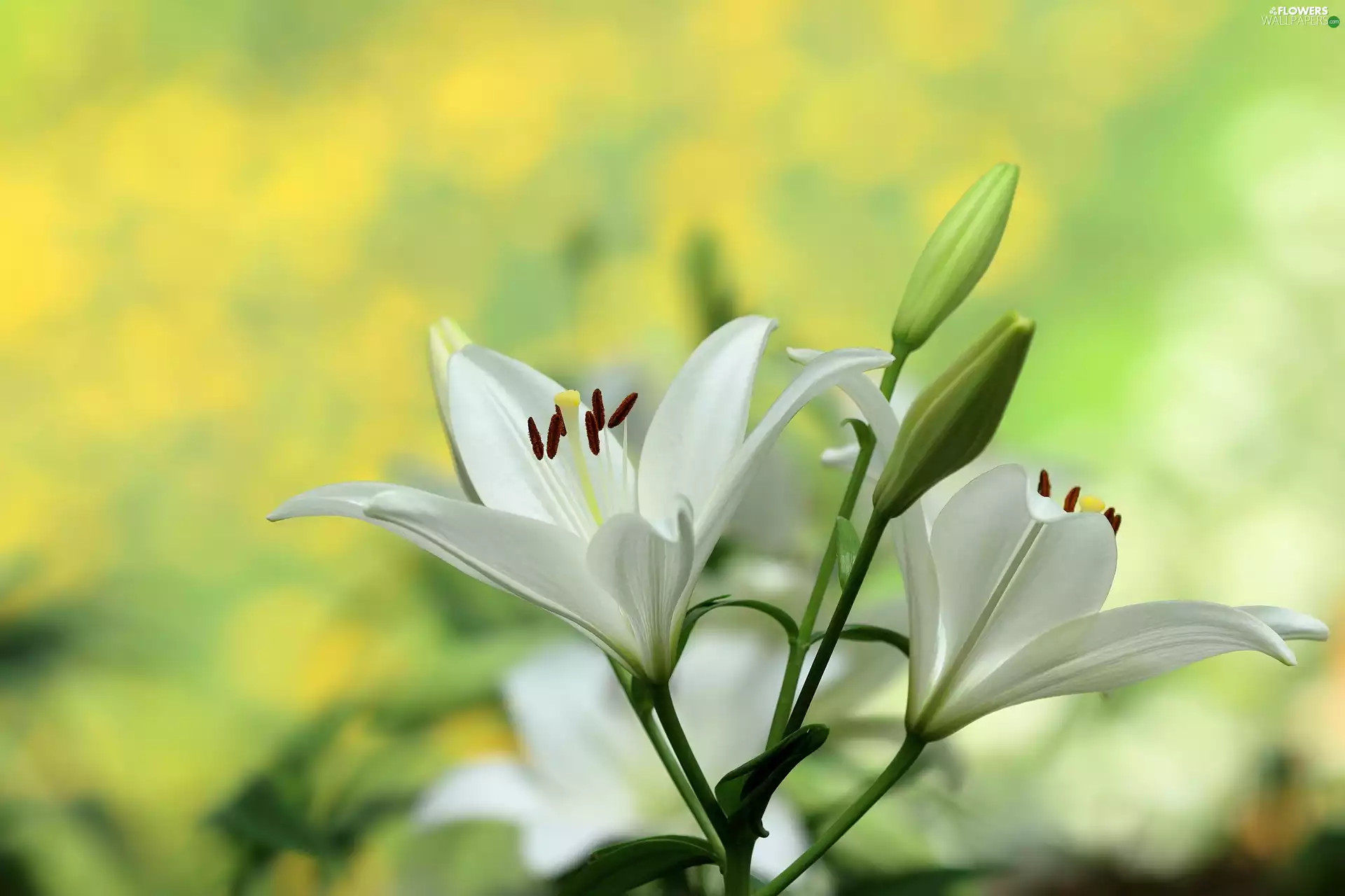 Buds, White, lilies