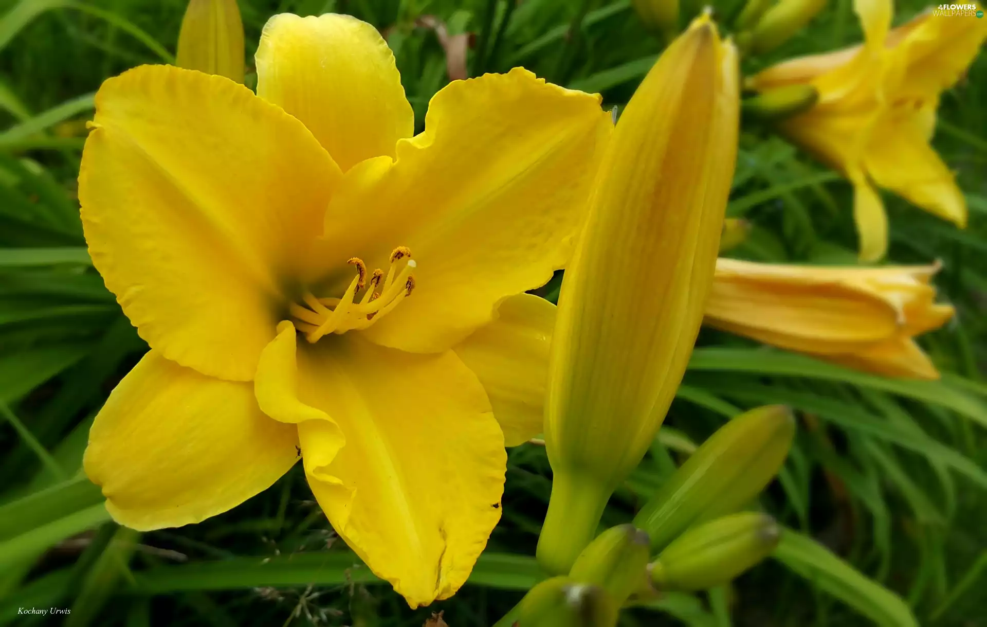 Buds, Yellow, lilies