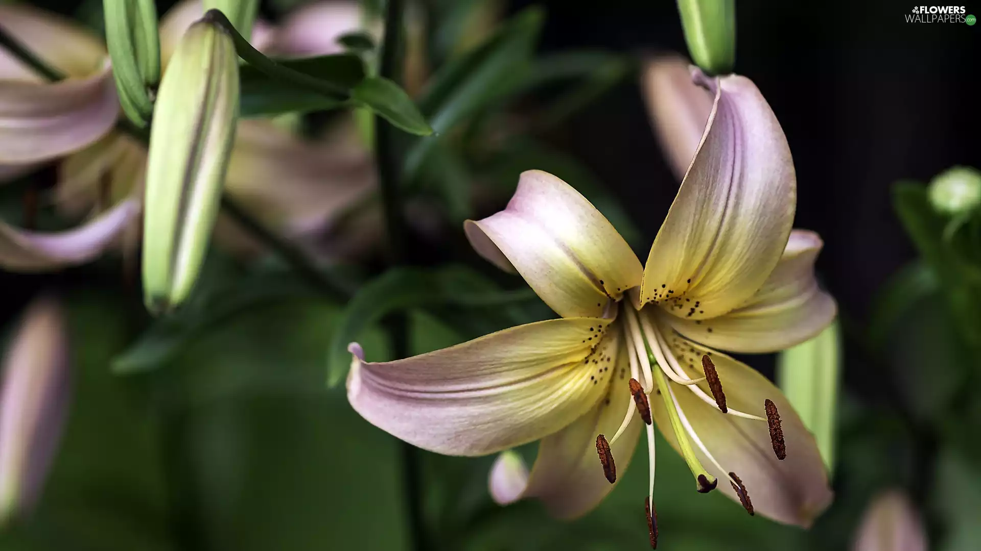 Buds, Flowers, Lily