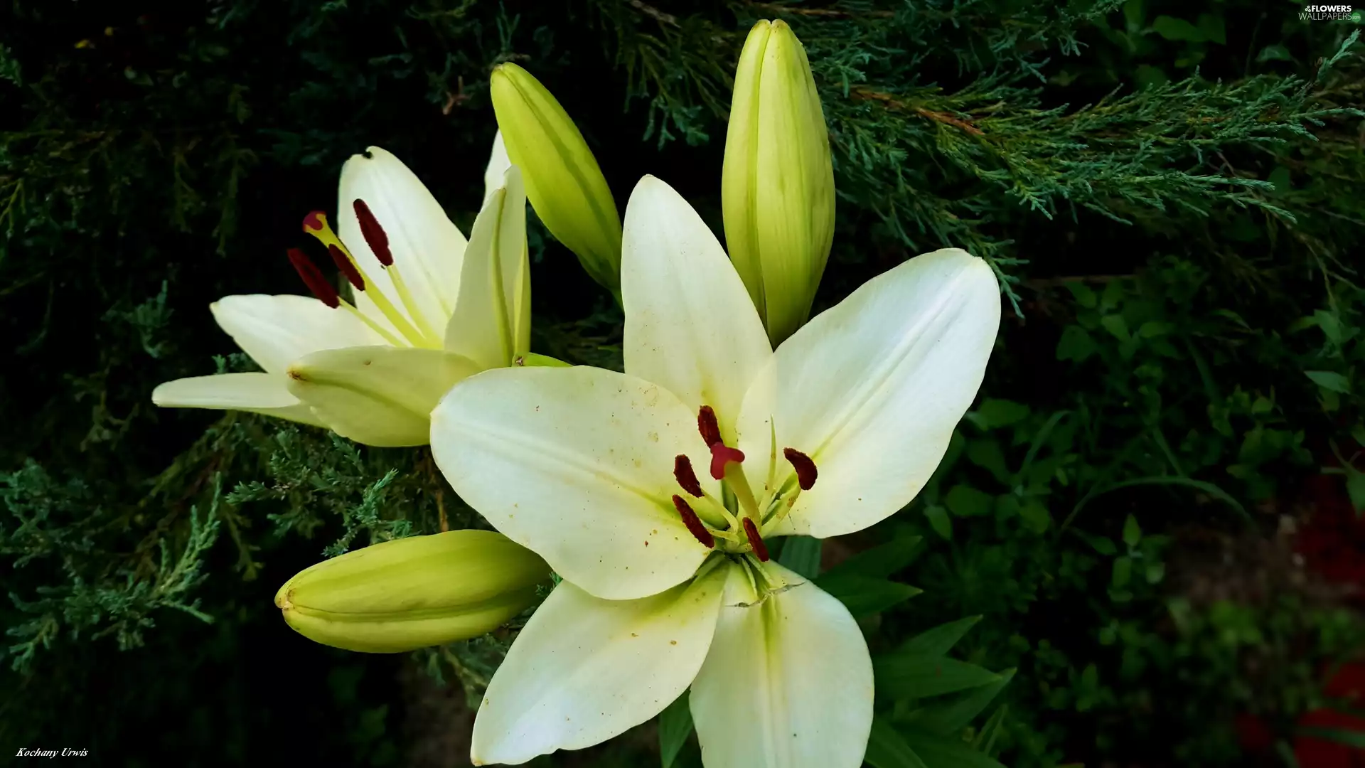 Buds, White, Lily