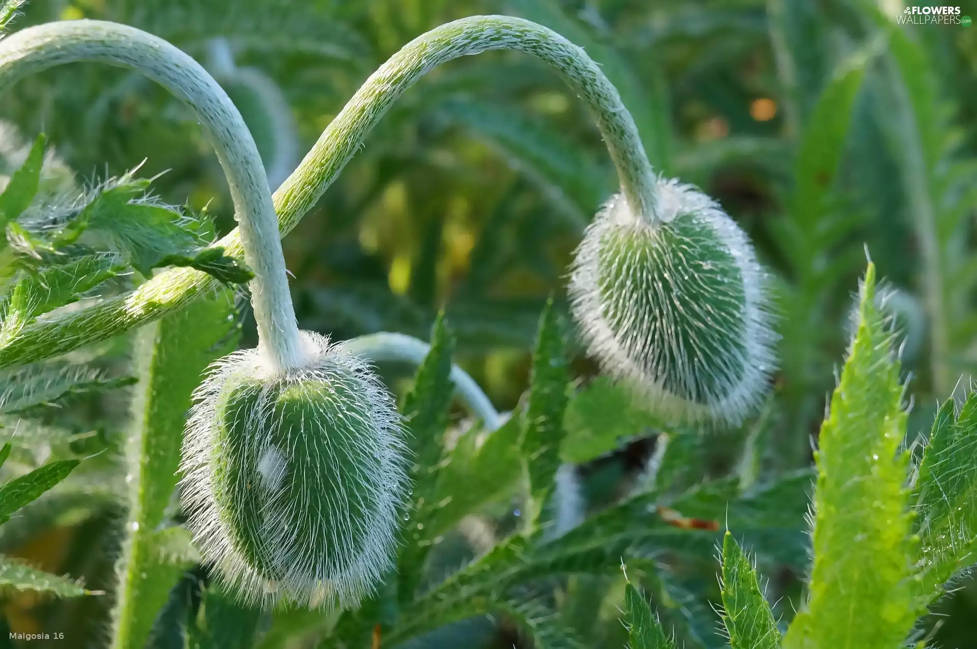 Mac, green ones, Buds