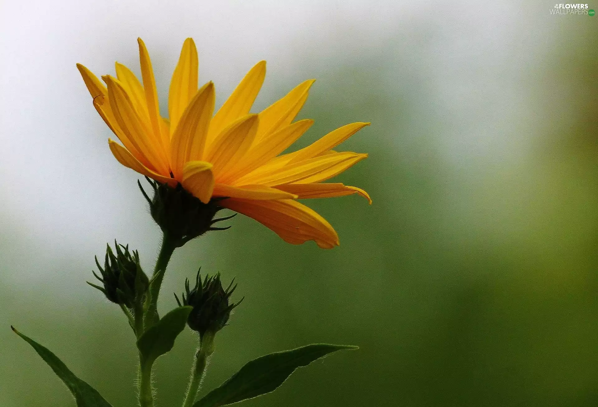 Yellow, Buds, Marigold, Colourfull Flowers