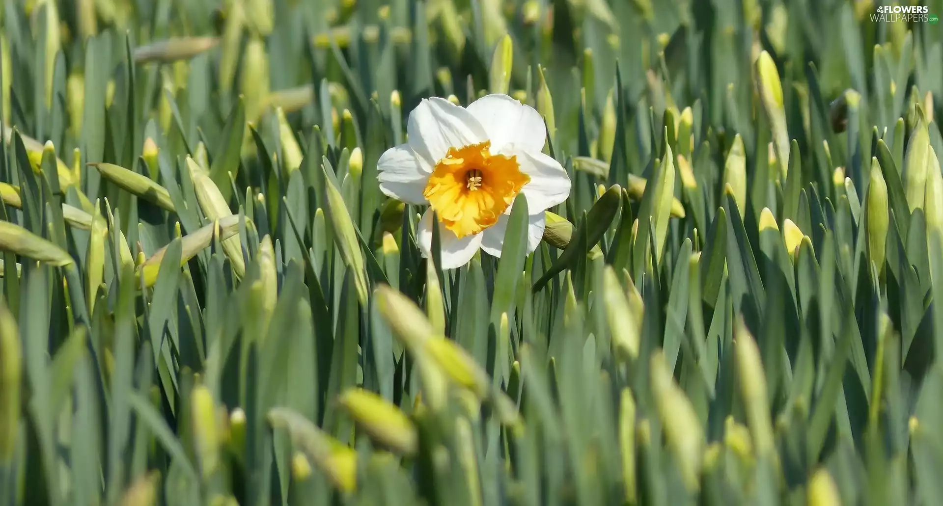 narcissus, Colourfull Flowers, Buds