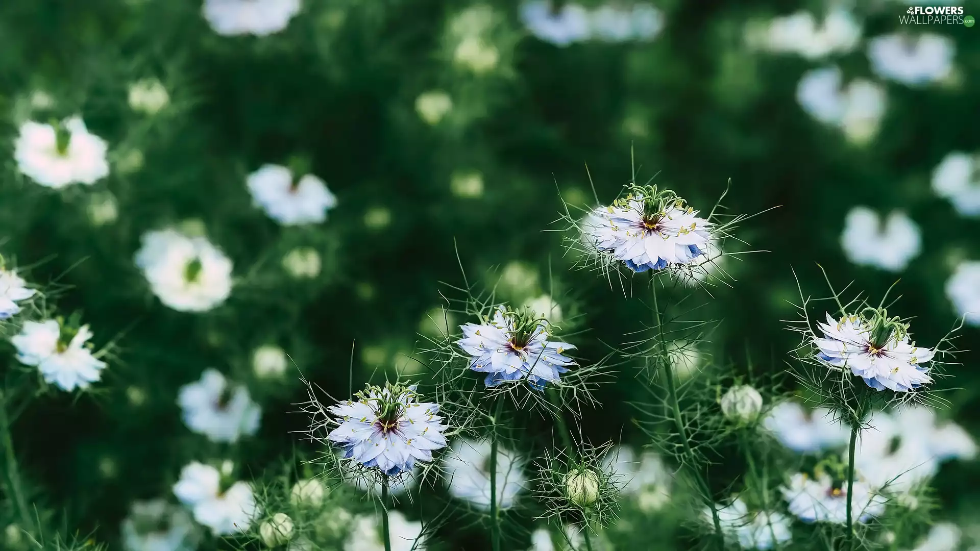 Buds, Flowers, Nigella