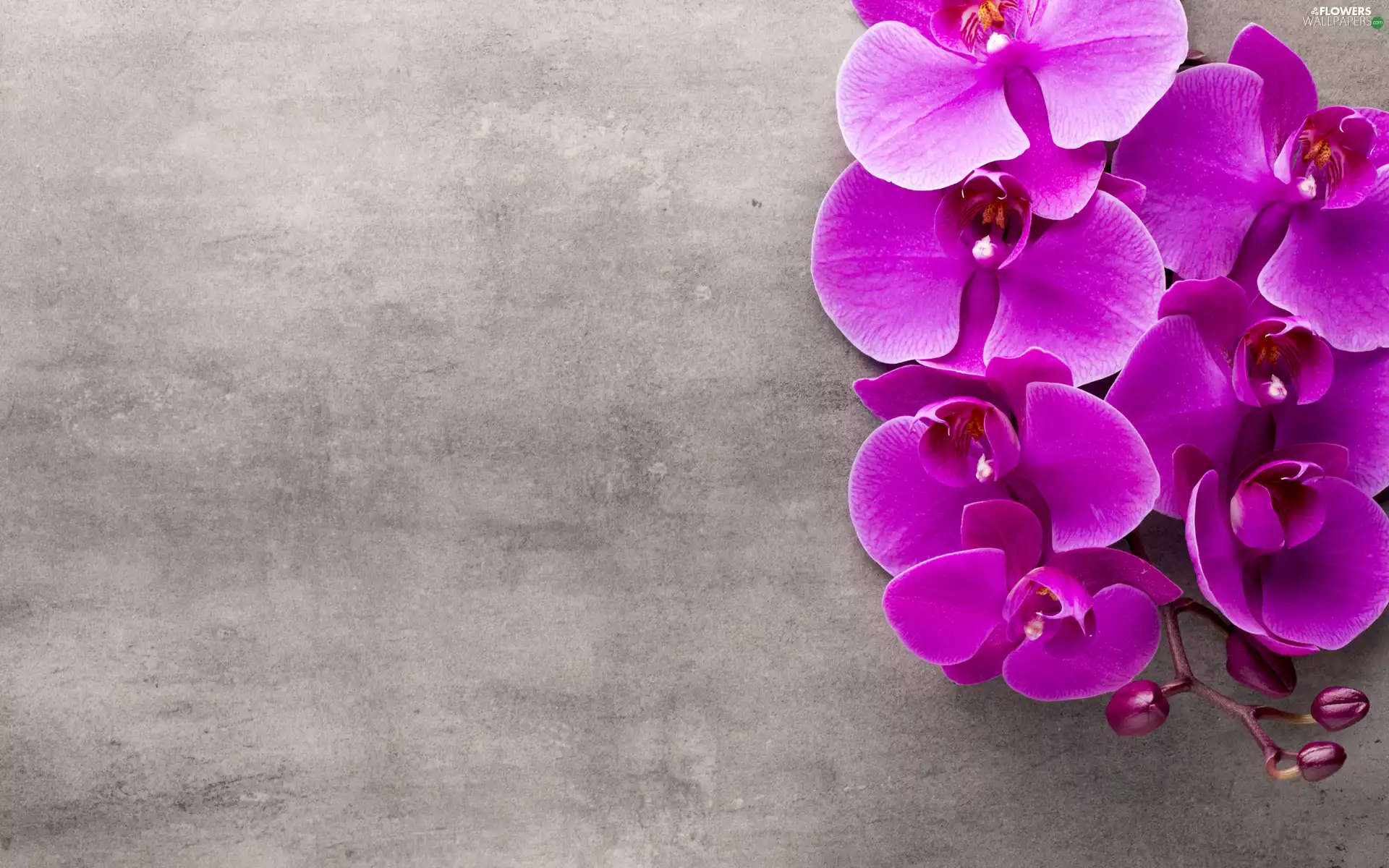 purple, Buds, orchids, Orchidee, Flowers