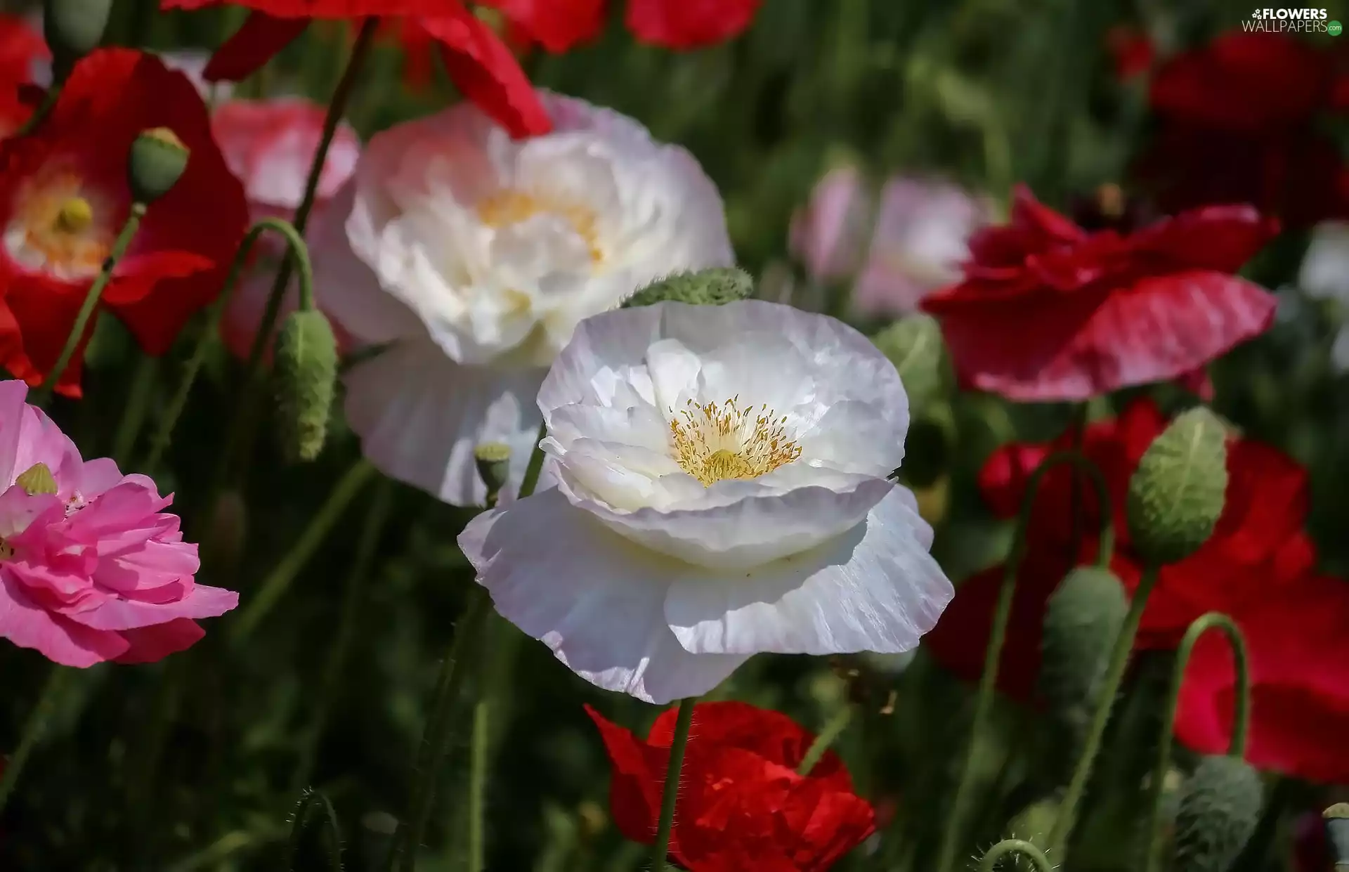 Red, Buds, papavers, White, Flowers