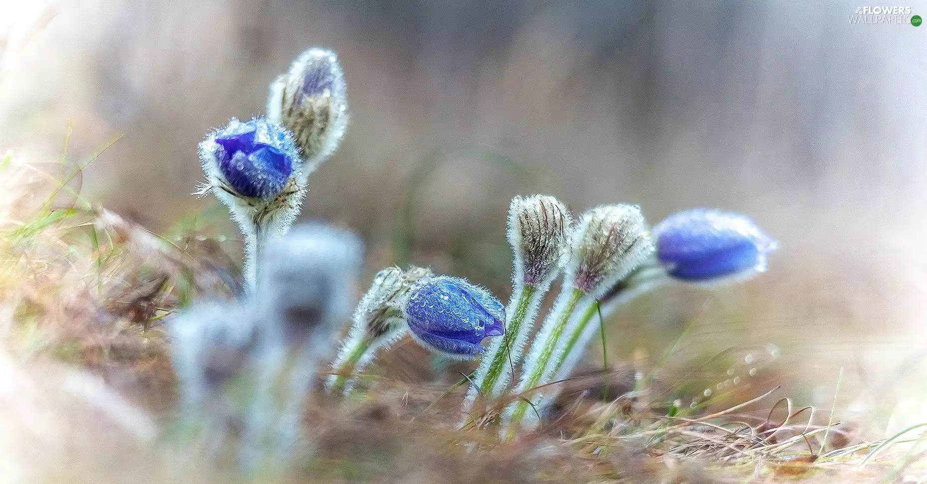 pasque, drops, dew, Buds