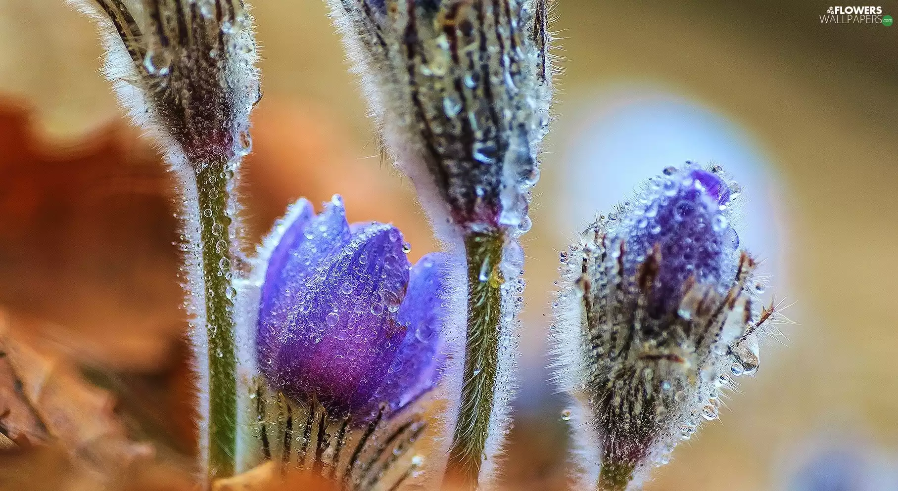 pasque, drops, dew, Buds
